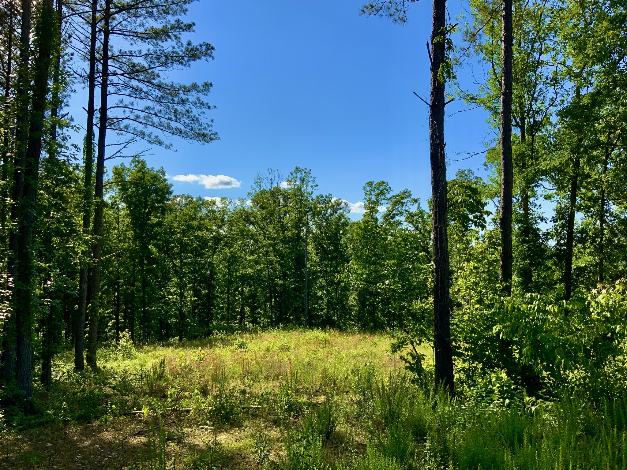 0 Bear Hollow Drive Property Photo 3