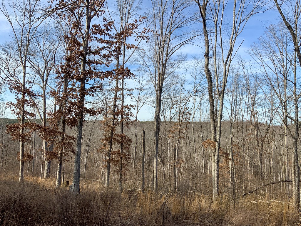 0 Bear Hollow Road Property Photo 6