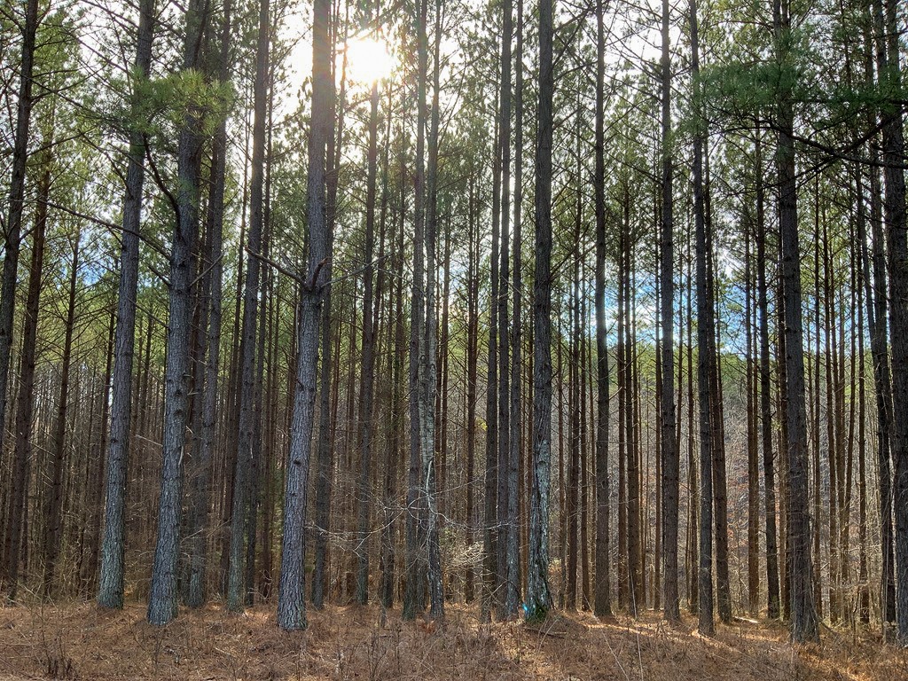 0 Bear Hollow Road Property Photo 19