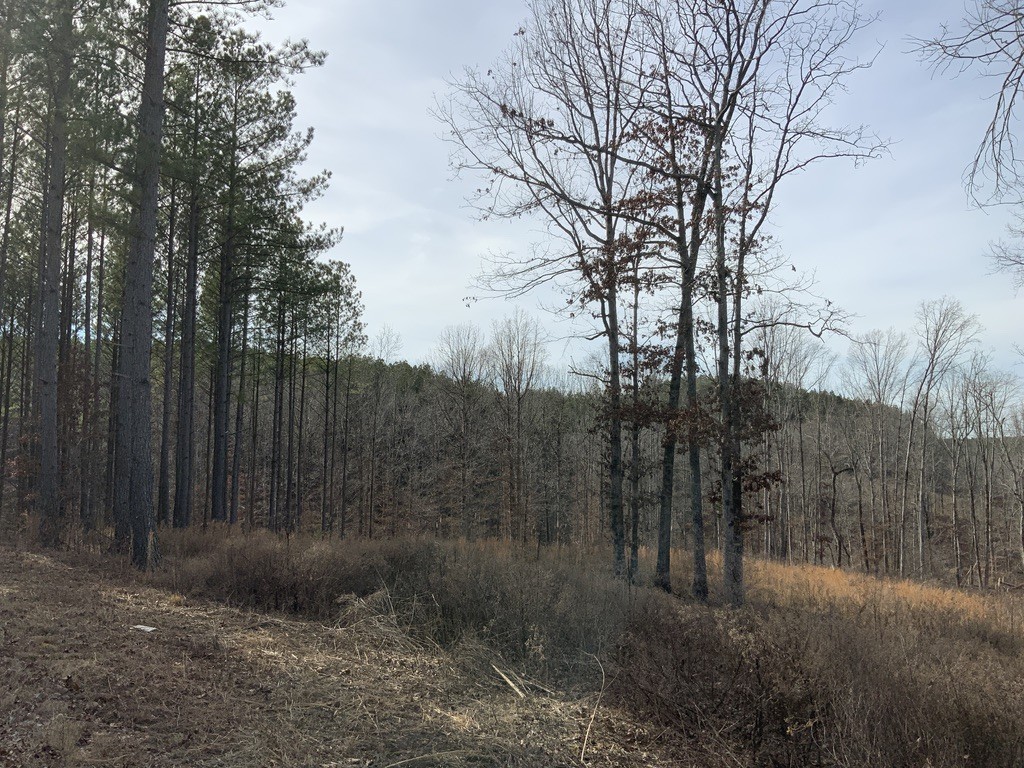 0 Bear Hollow Road Property Photo 23