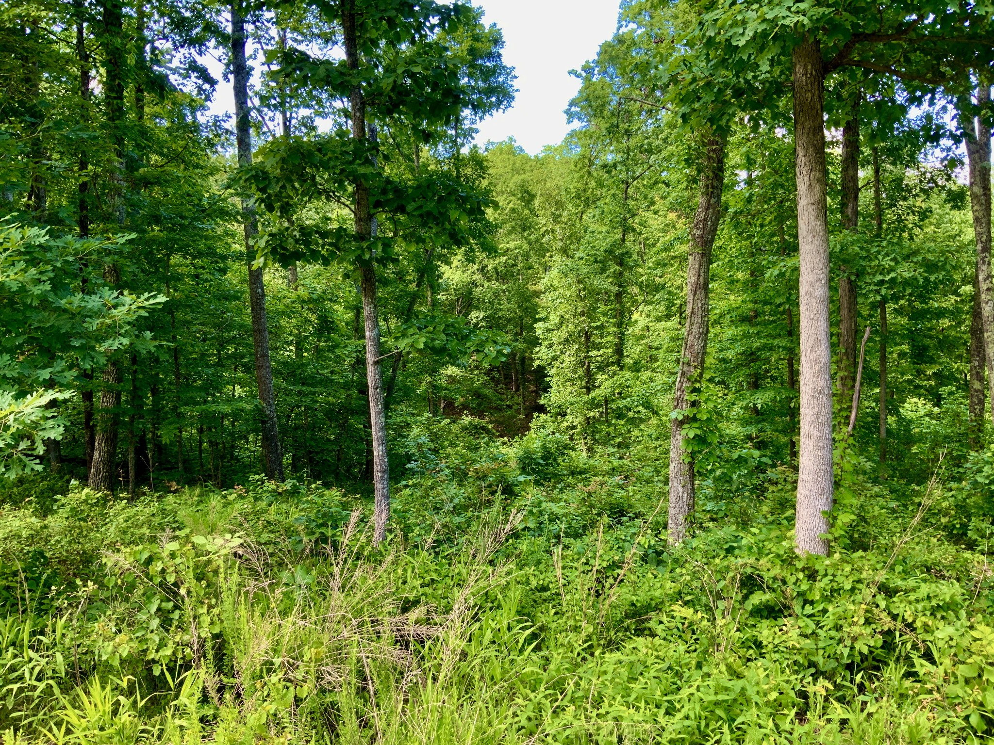0 Bear Hollow Drive Property Photo 24