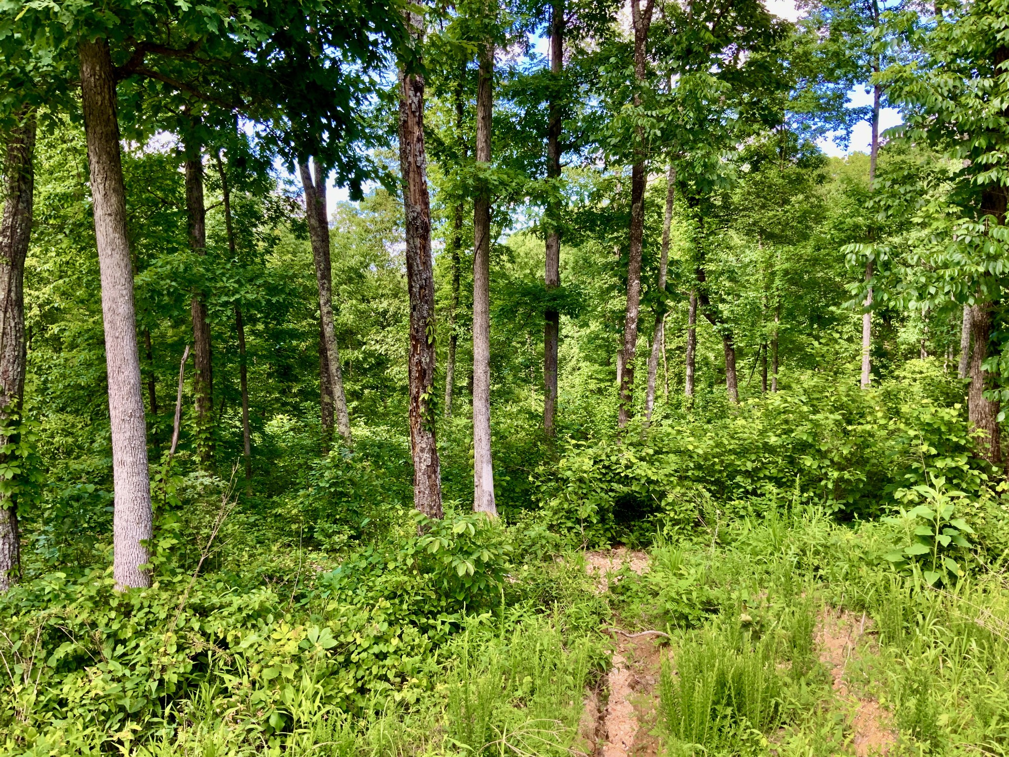 0 Bear Hollow Drive Property Photo 25