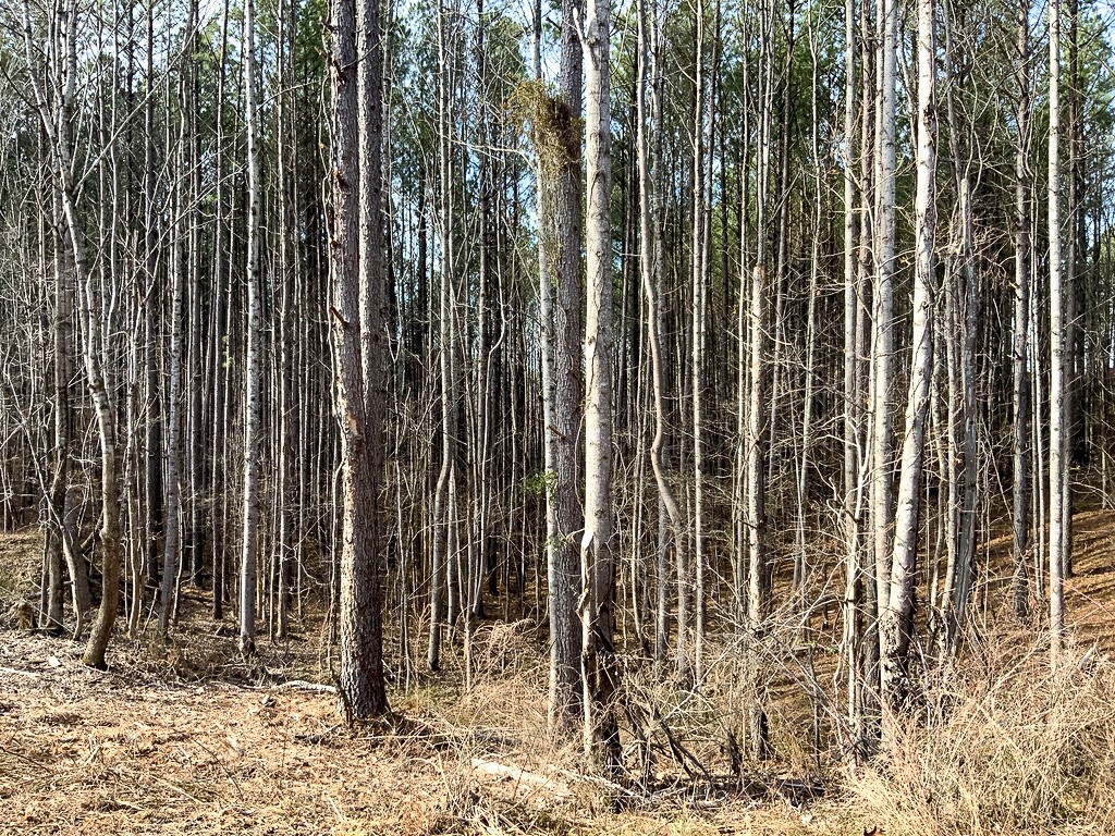 0 Bear Hollow Road Property Photo 30