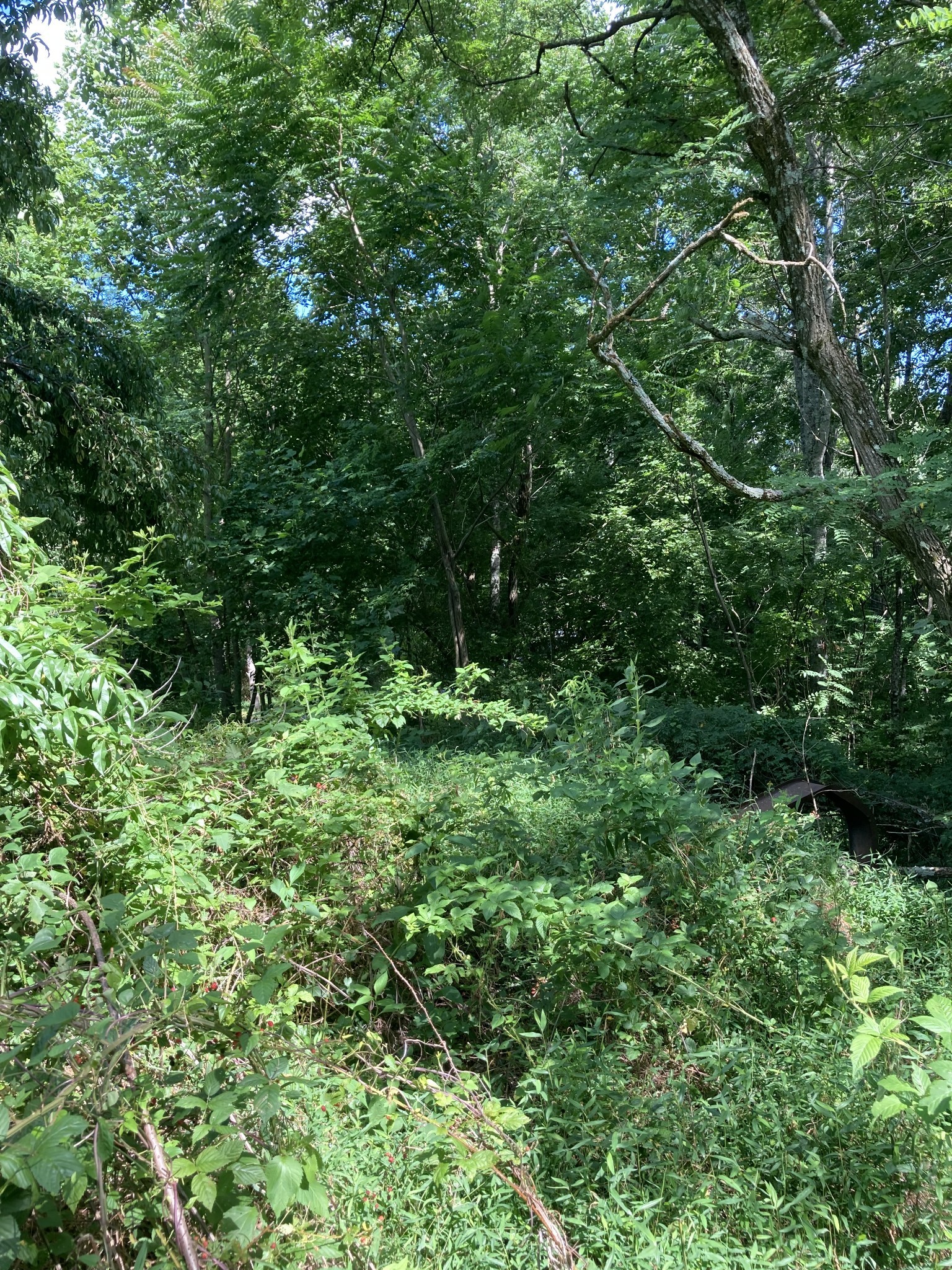 2207 Riley Creek Rd Property Photo 8