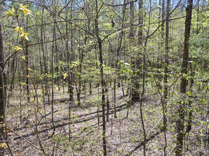 0 Roanoke Creek Rd Property Photo