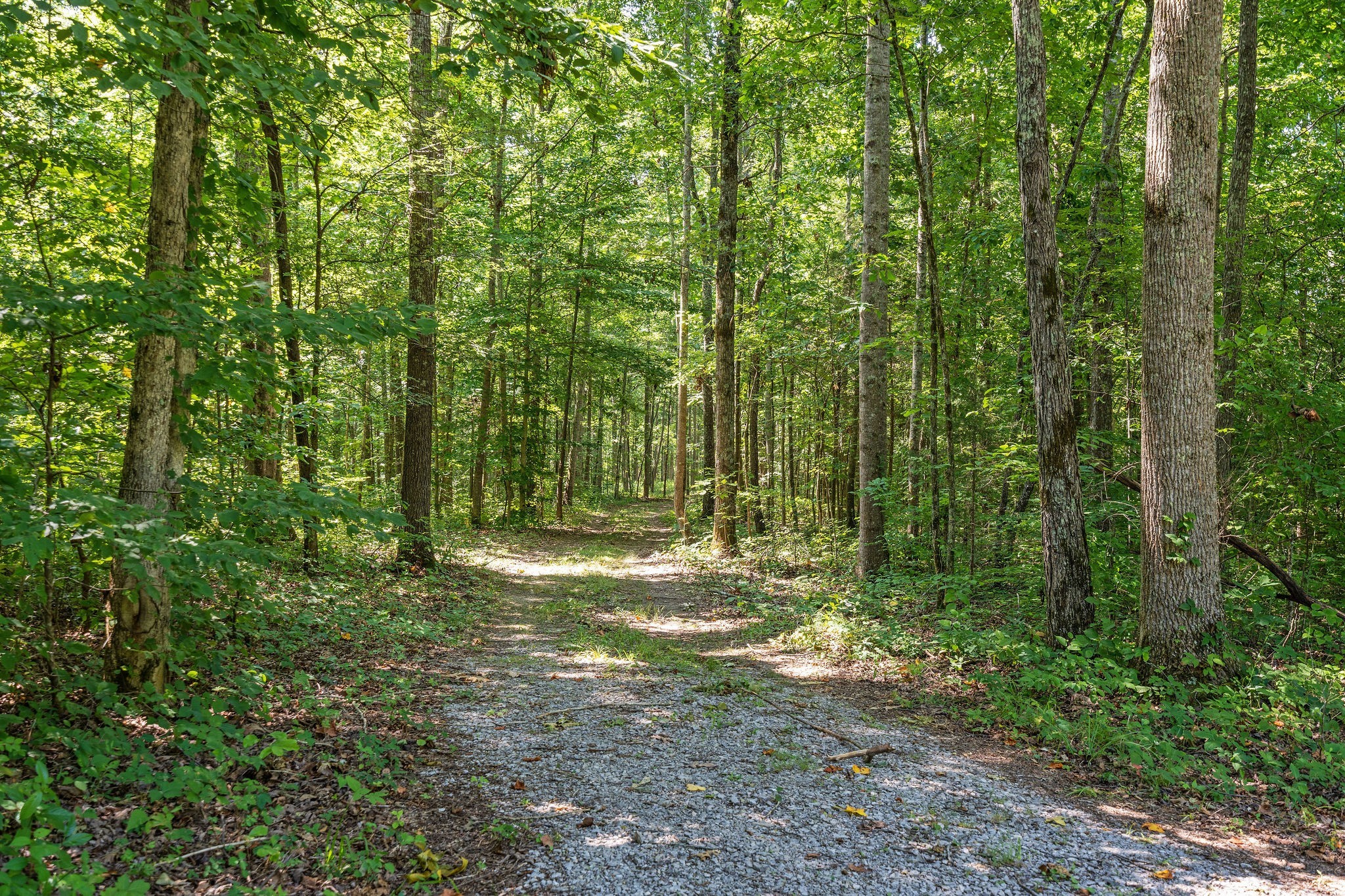 0 Songbird Springs Ln Property Photo 13