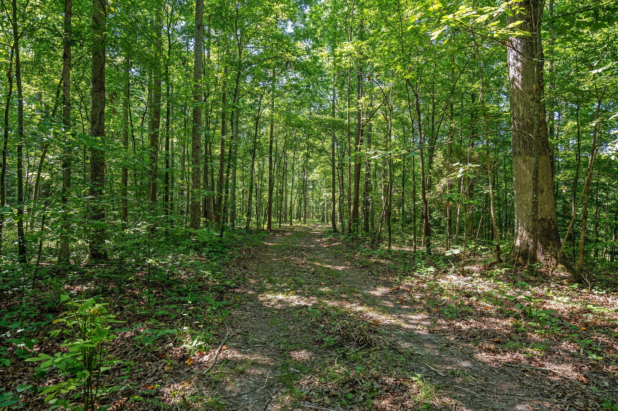 0 Songbird Springs Ln Property Photo 14