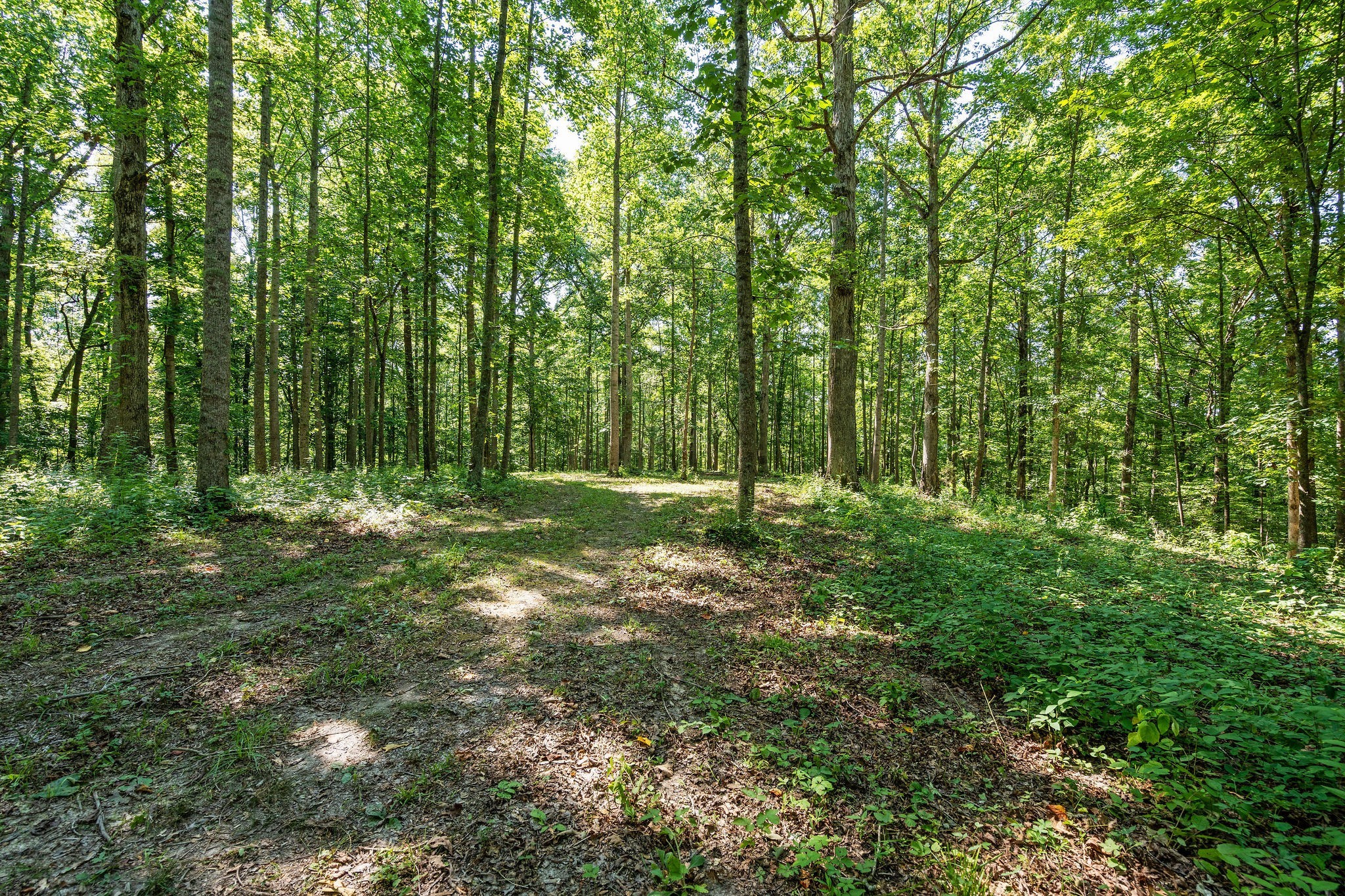 0 Songbird Springs Ln Property Photo 15