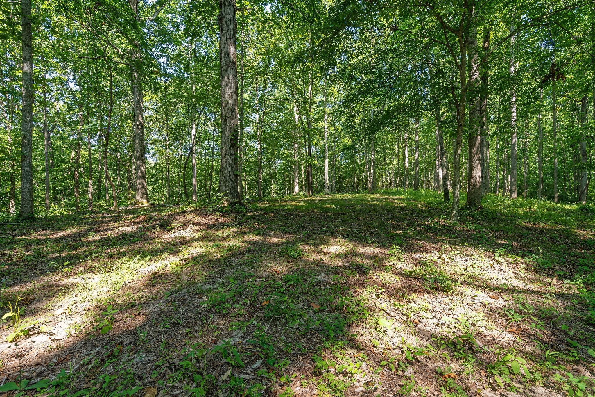 0 Songbird Springs Ln Property Photo 18