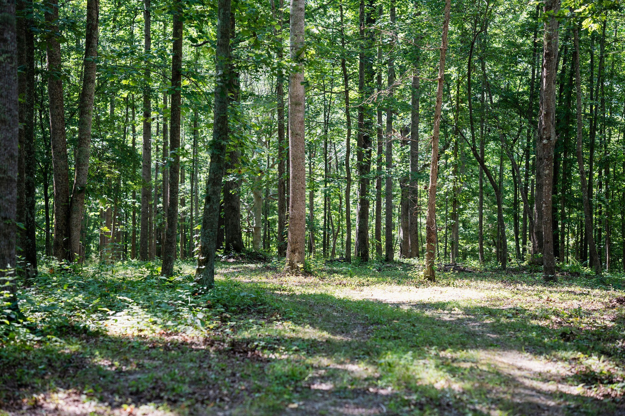 0 Songbird Springs Ln Property Photo 21