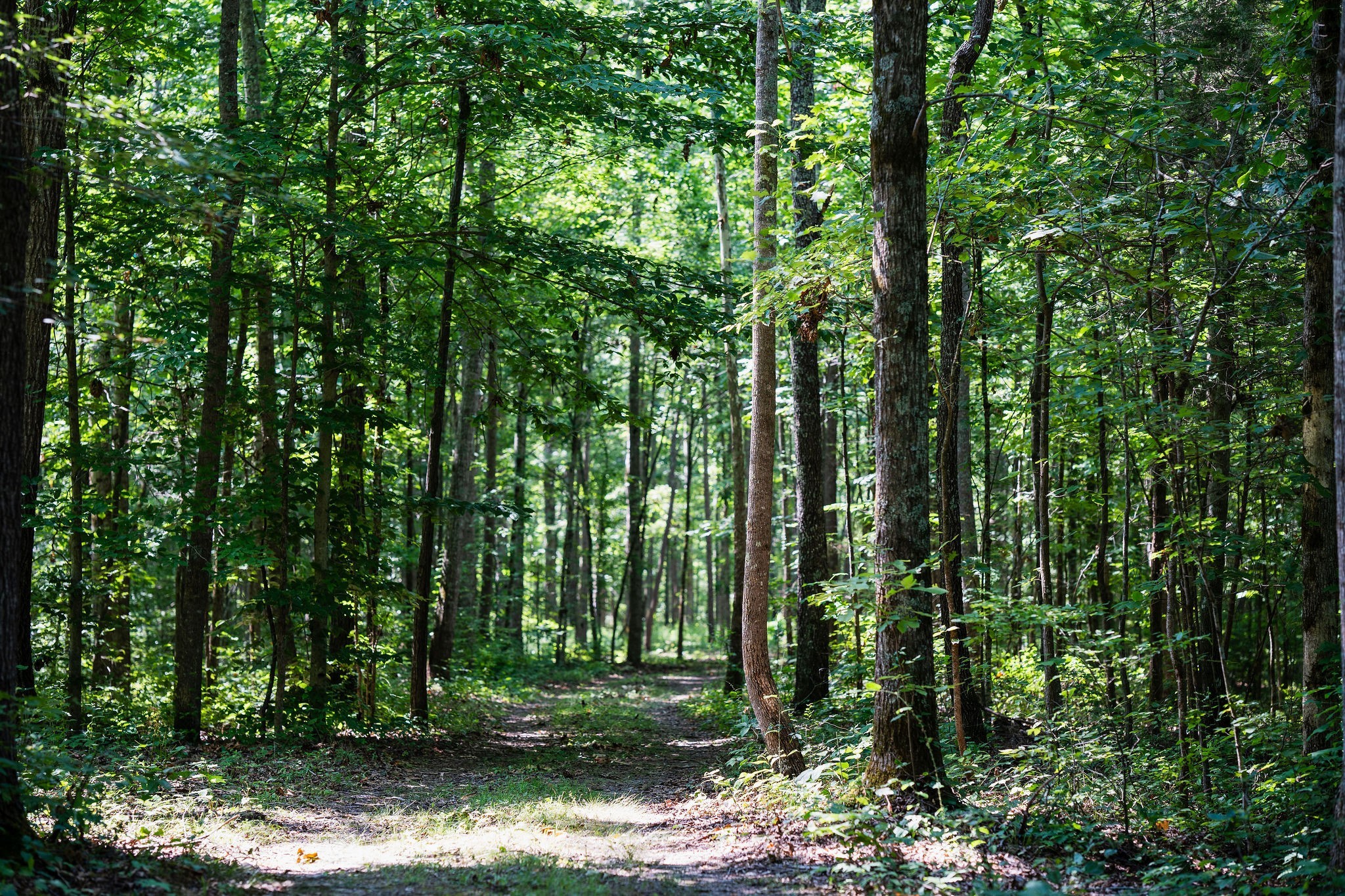 0 Songbird Springs Ln Property Photo 23