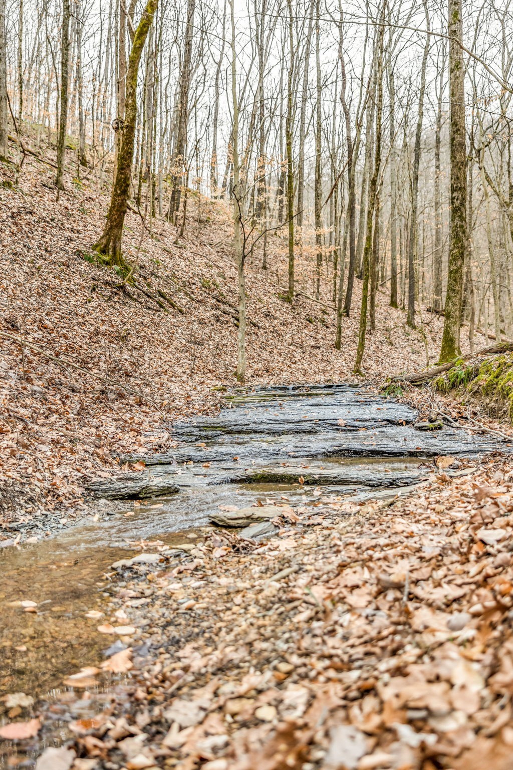 811 Clay Lick Ct Property Photo 32