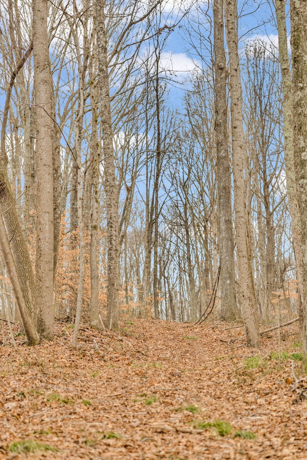 811 Clay Lick Ct Property Photo 33