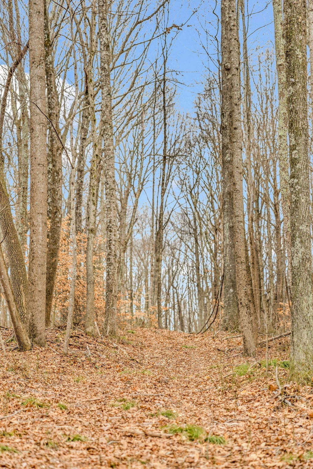 811 Clay Lick Ct Property Photo 41
