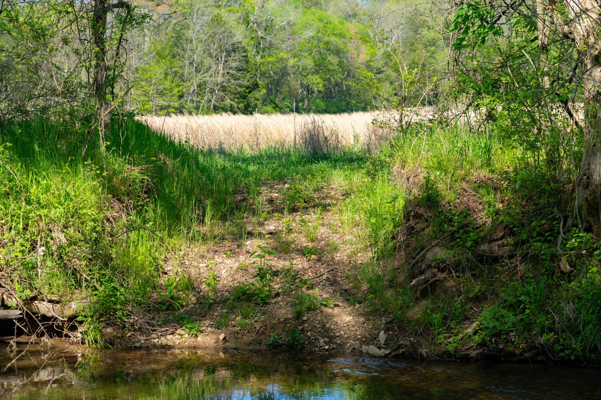 0 Pee Dee Branch Rd Property Photo 17