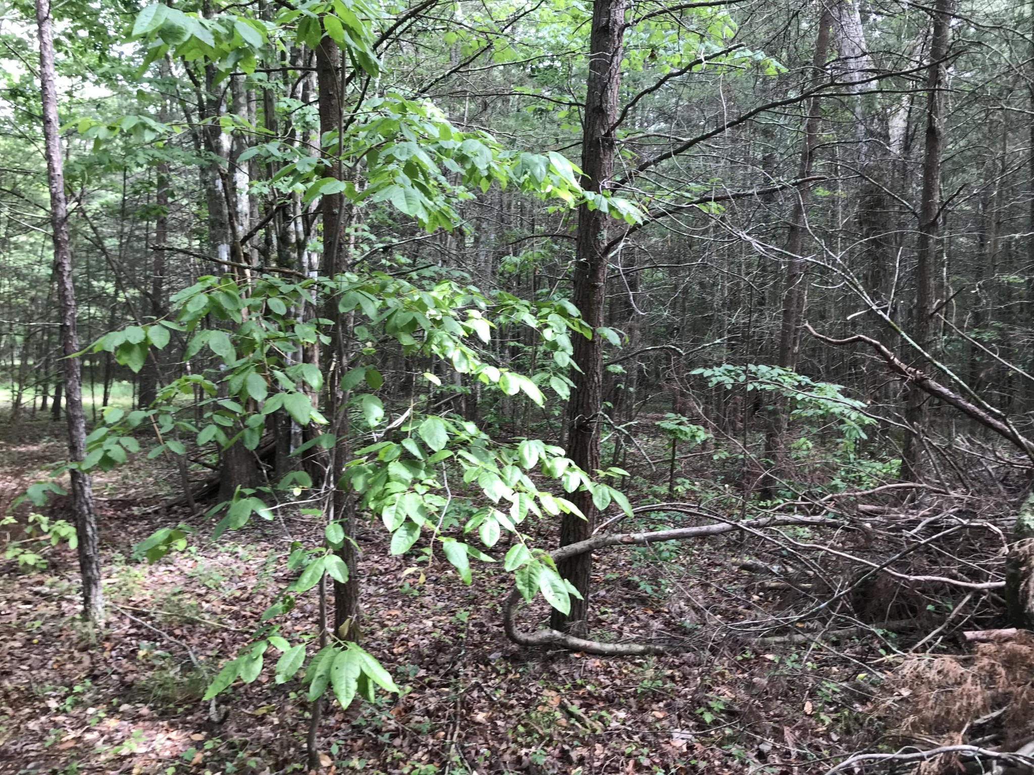38 Quail Trl Property Photo 12