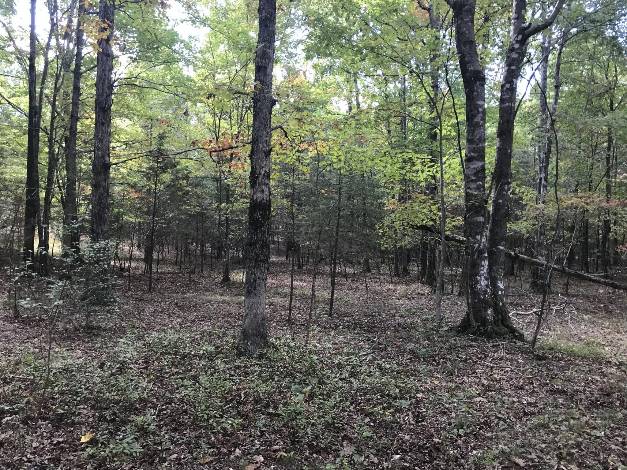 57 Deer Point Drive Property Photo 17