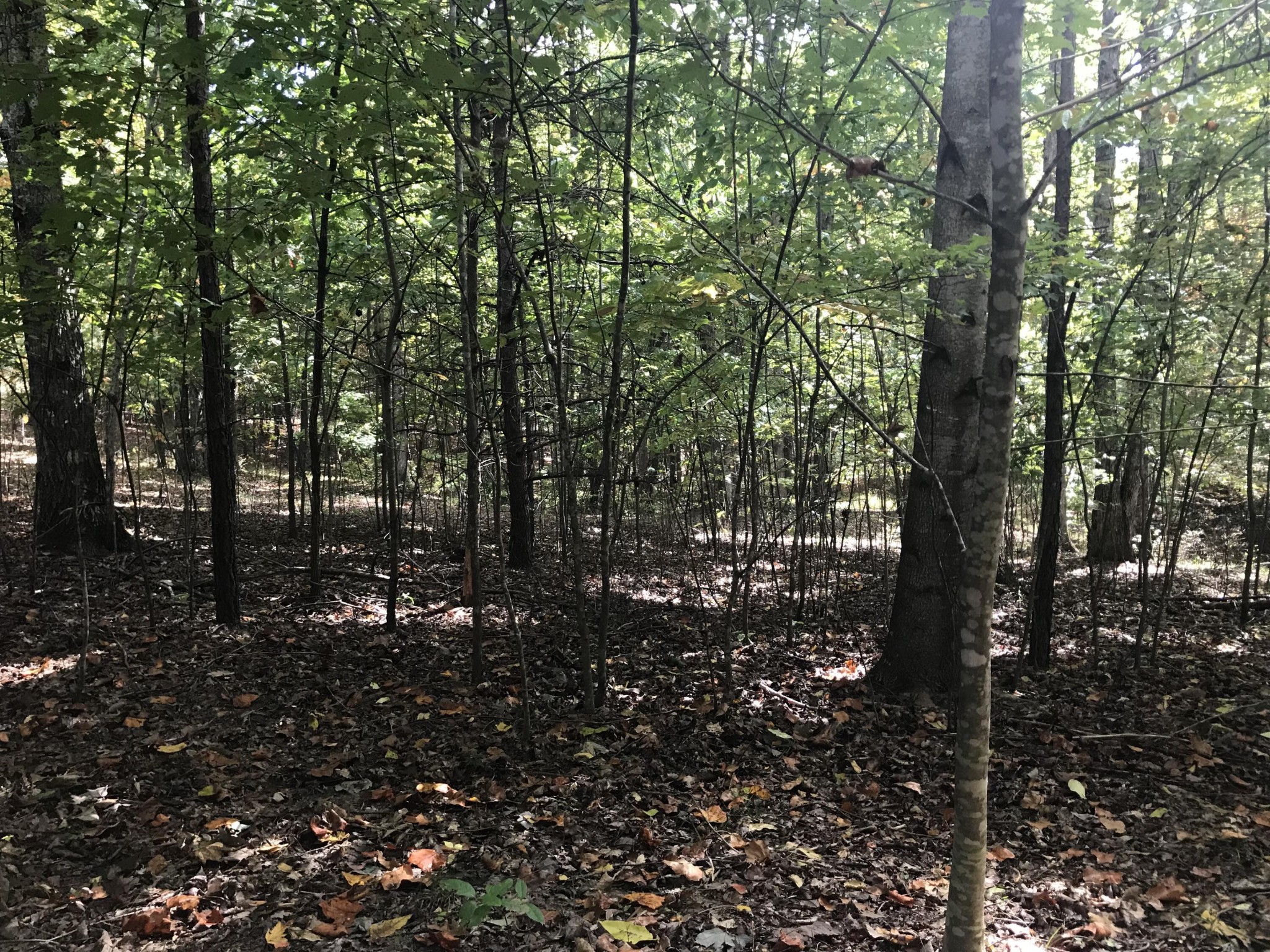 57 Deer Point Drive Property Photo 19