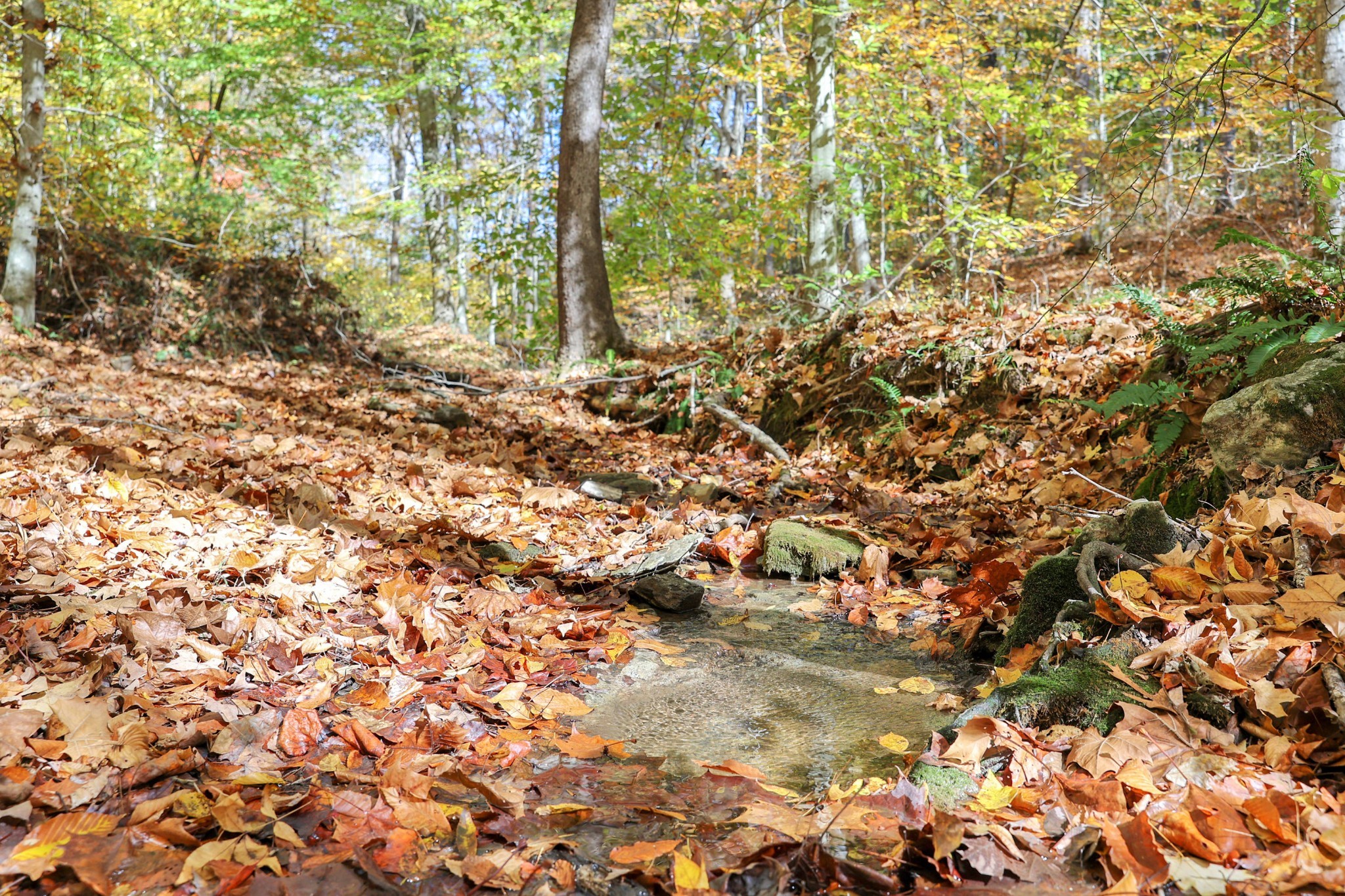 1 Batson Mill Rd Property Photo 16