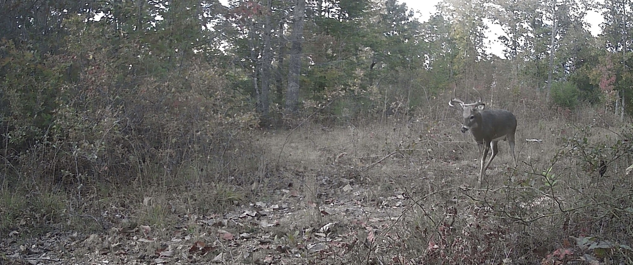 642 Goodman Branch Rd Property Photo 13