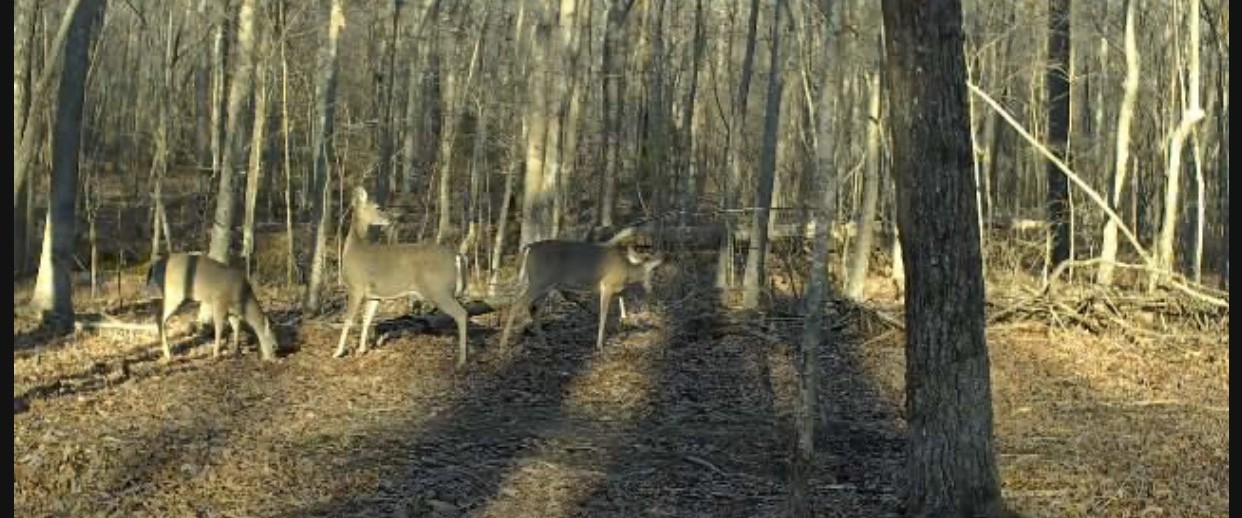 0 Preacher Spry Road Property Photo 1