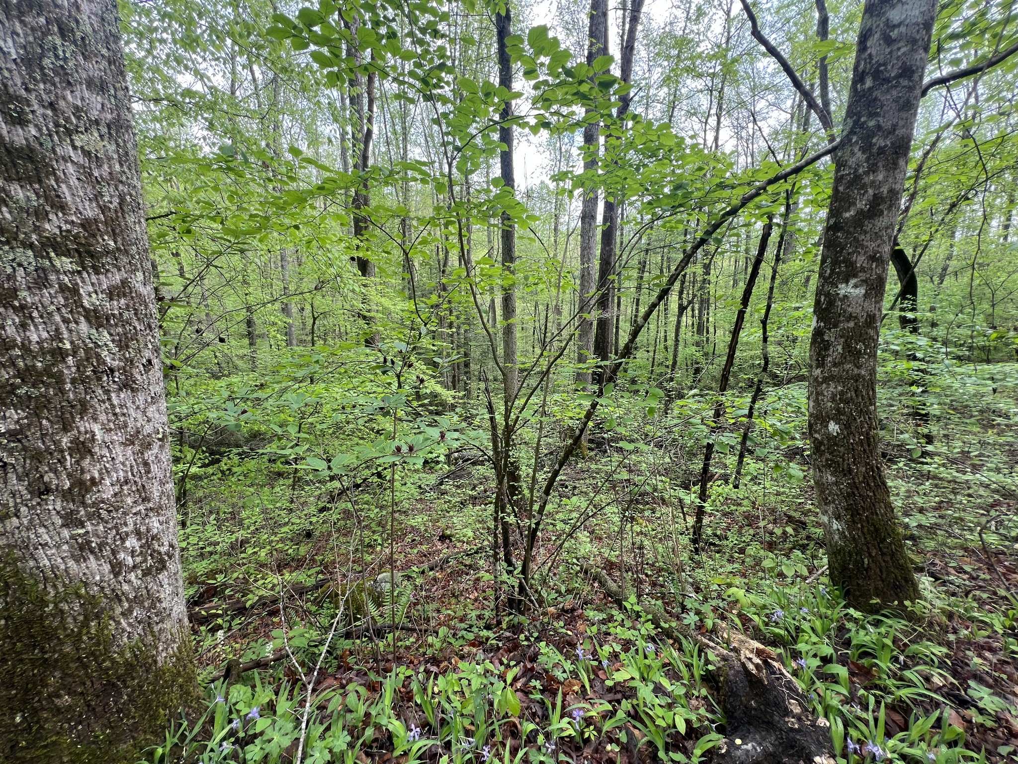 103 Bear Den Trl Property Photo 1