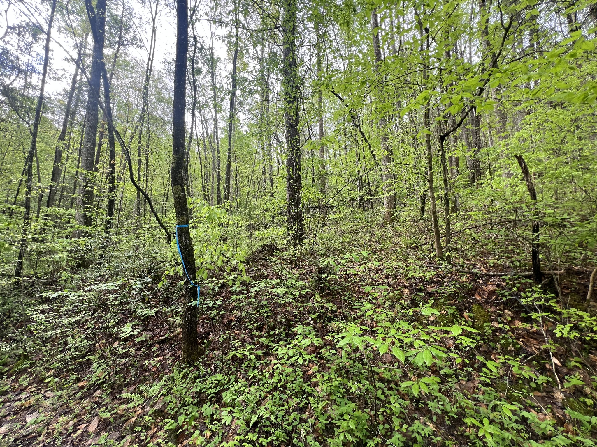 104 Bear Den Trl Property Photo 1