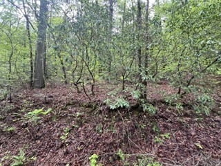 139 Bear Den Trl Property Photo 4