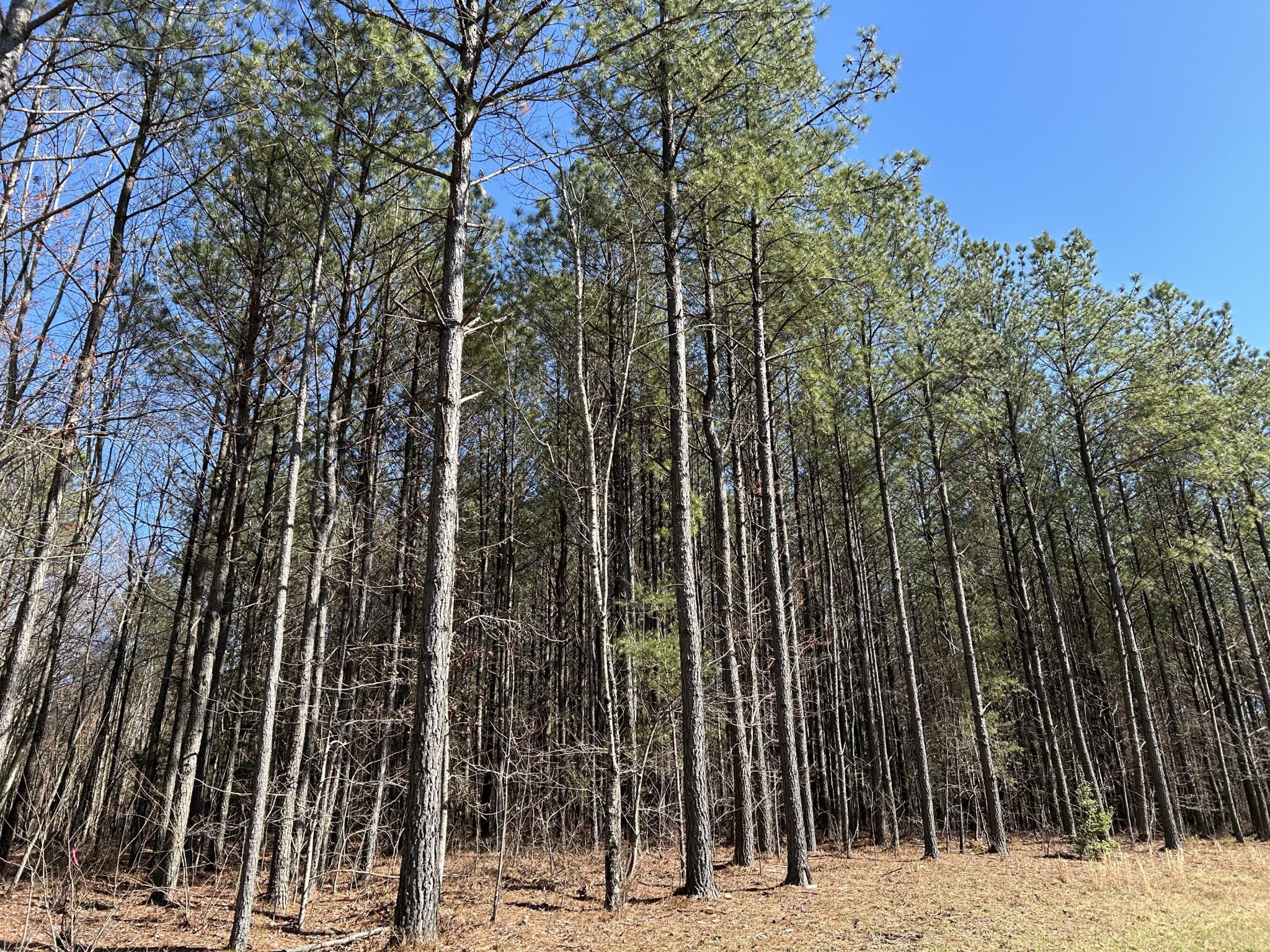 4210 Raulston Fls Road Property Photo 6