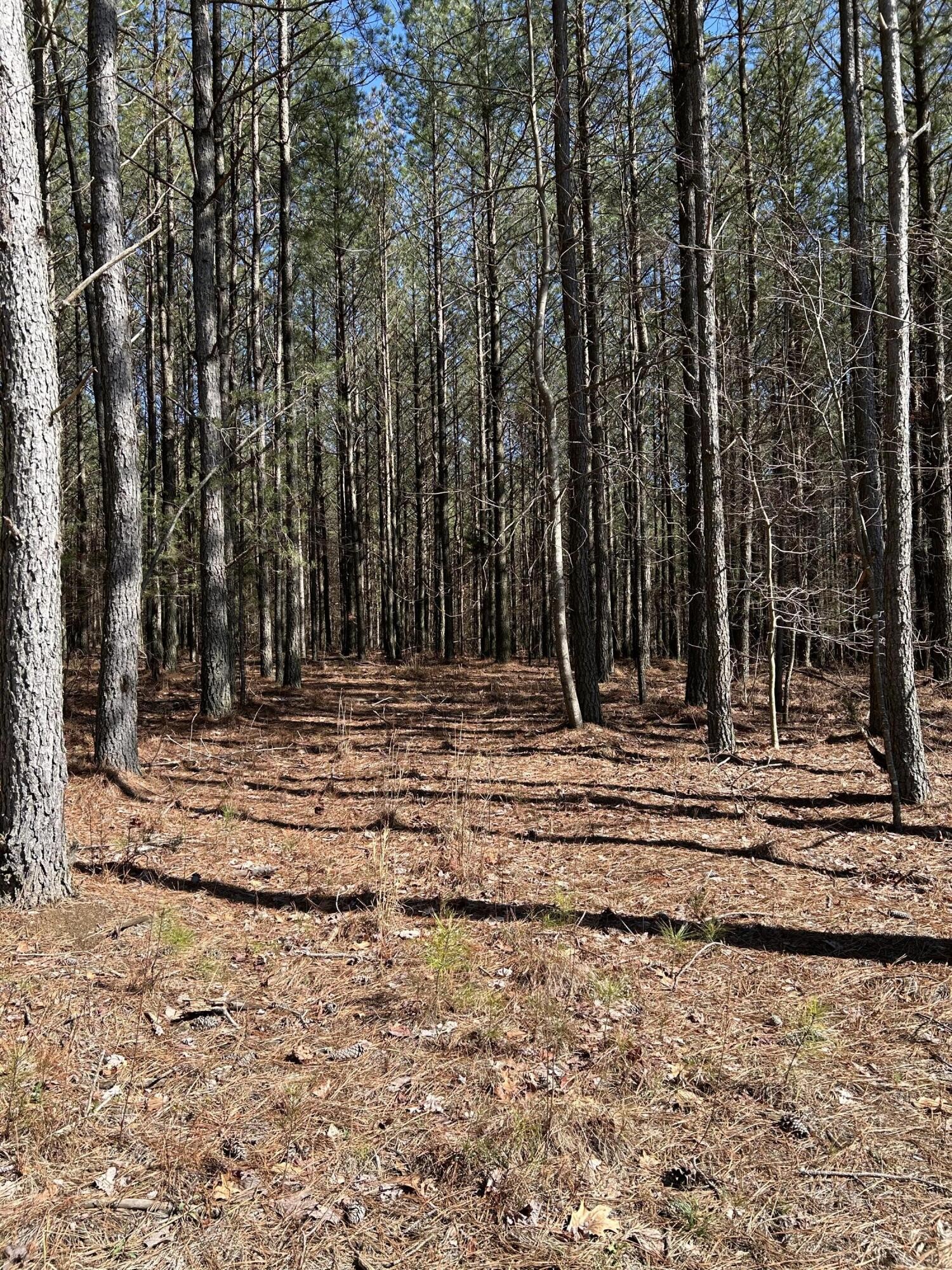 4210 Raulston Fls Road Property Photo 8