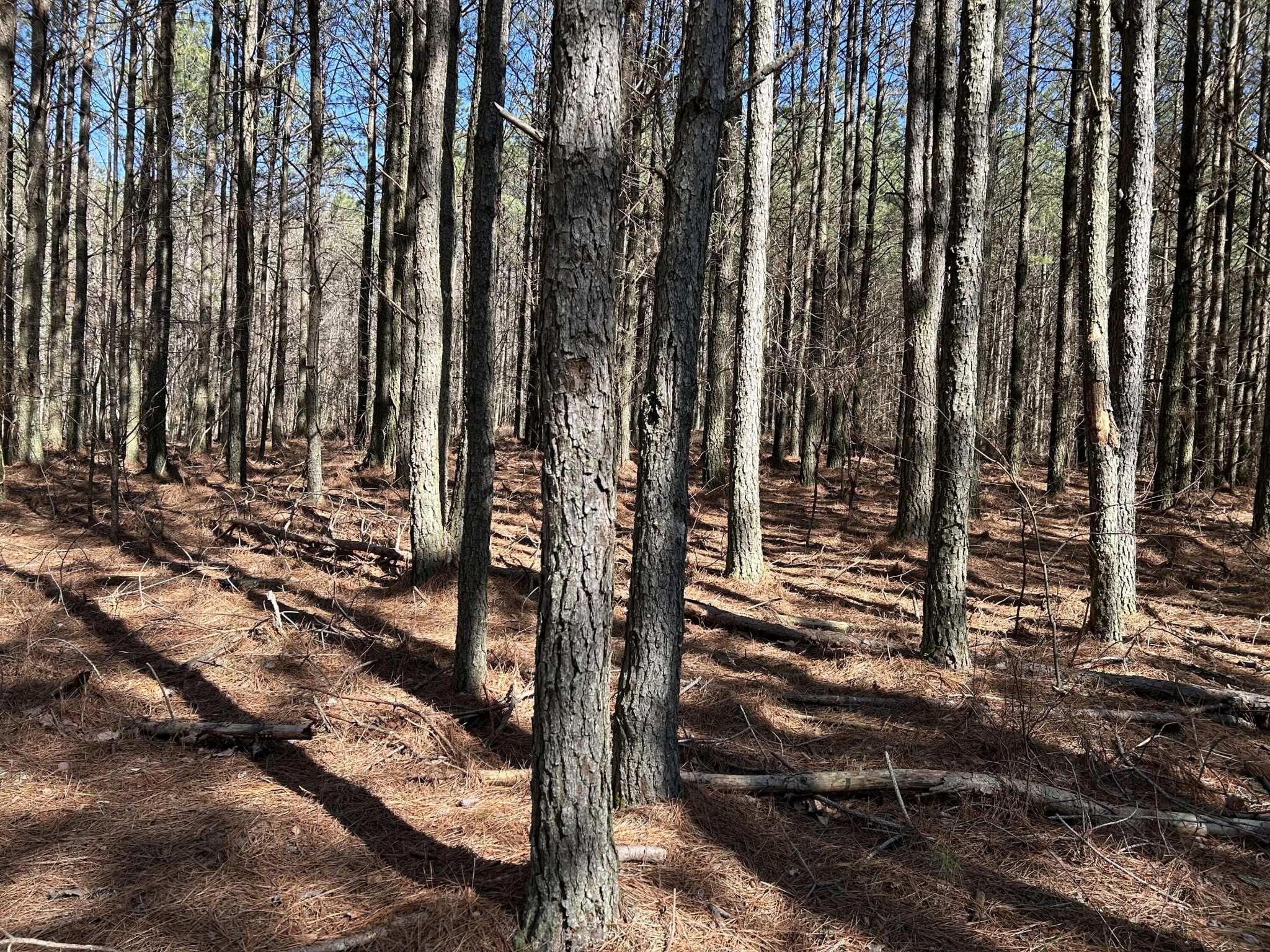 4210 Raulston Fls Road Property Photo 11