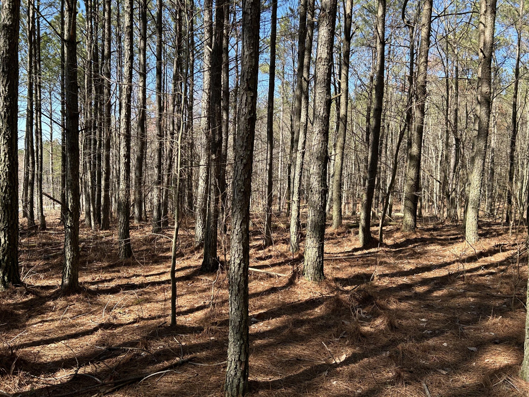 4210 Raulston Fls Road Property Photo 13