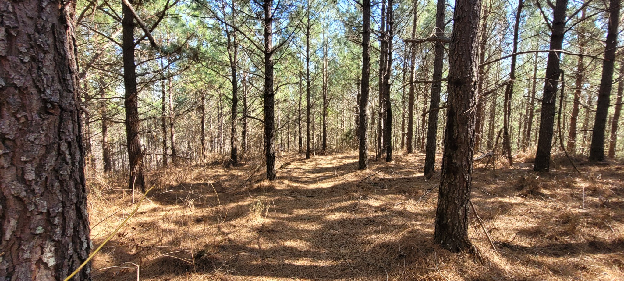 1 Saddleback Dr Property Photo 5