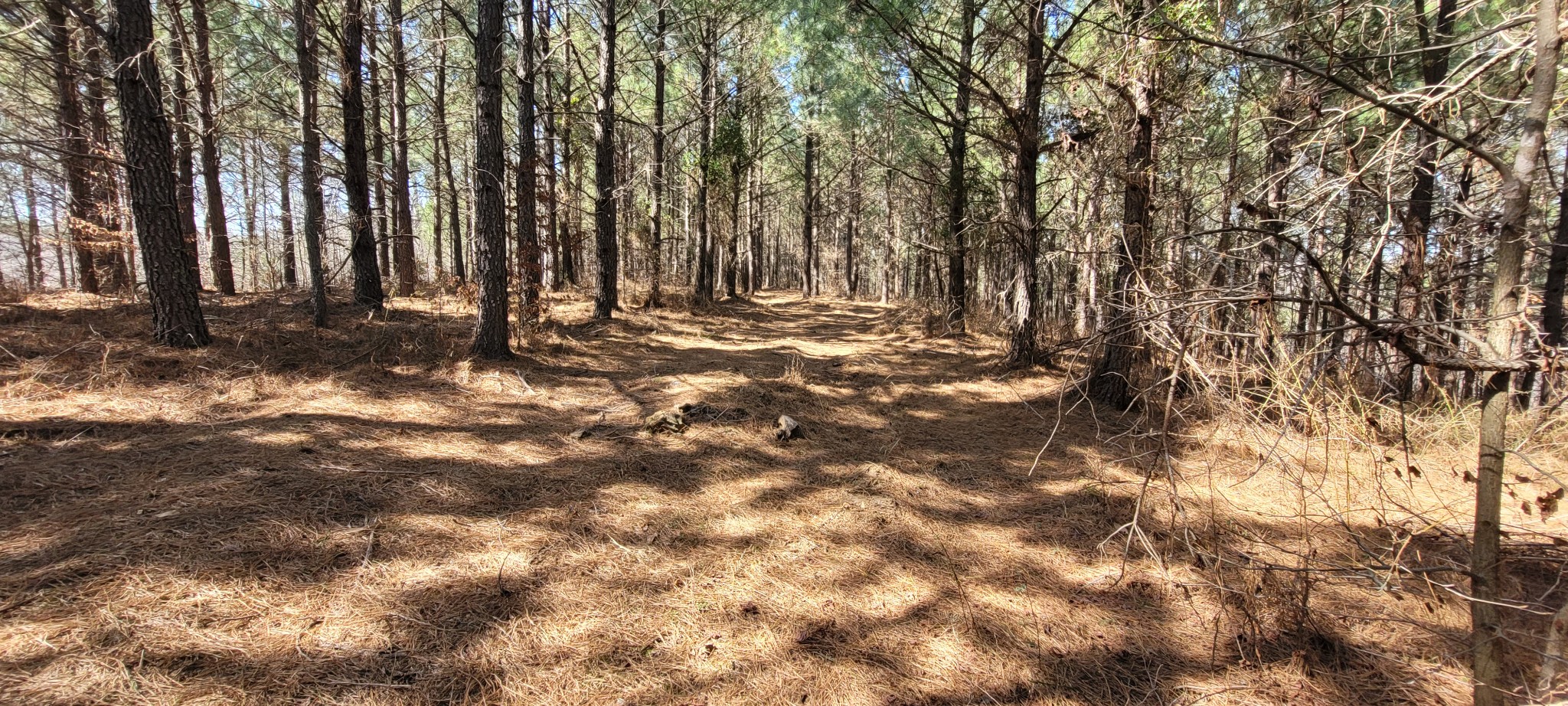 1 Saddleback Dr Property Photo 6