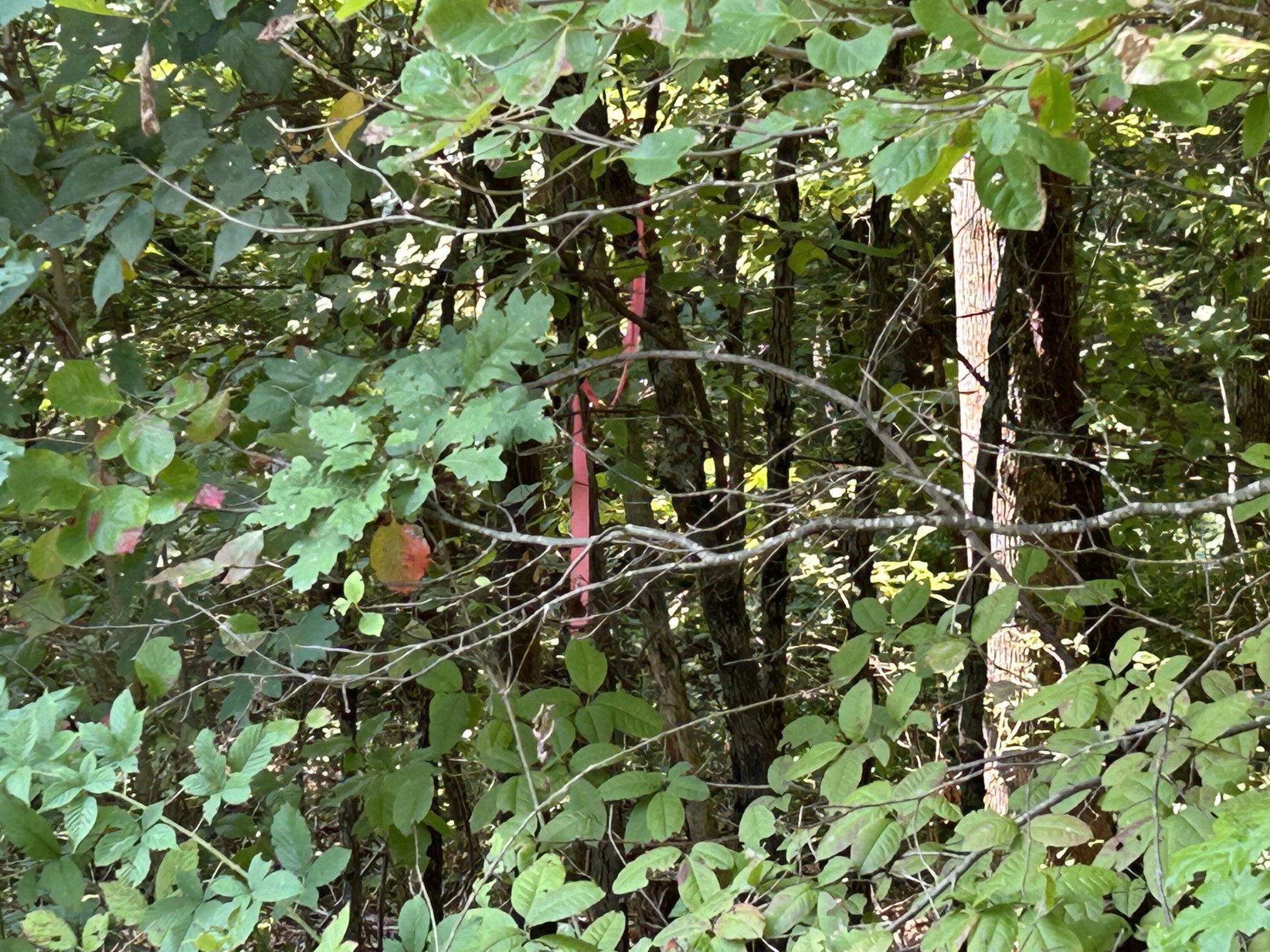 245 Lookout View Drive Property Photo 15