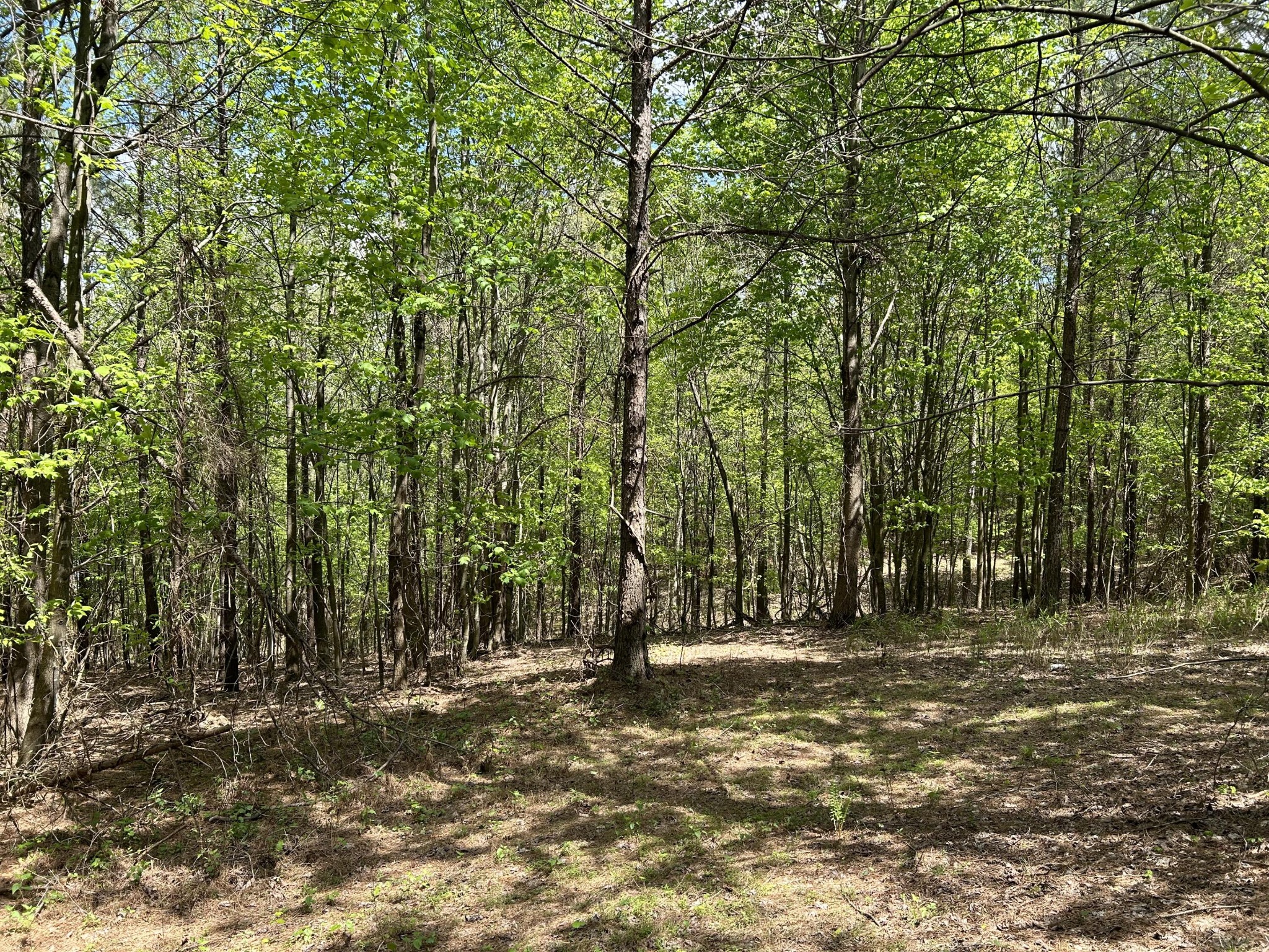 290 Bear Trace Drive Property Photo 6