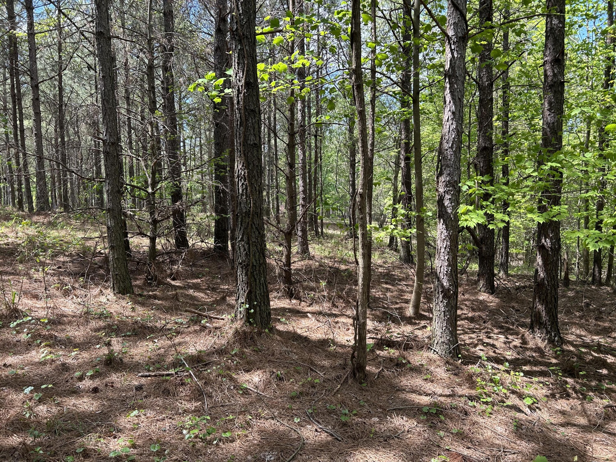 290 Bear Trace Drive Property Photo 8