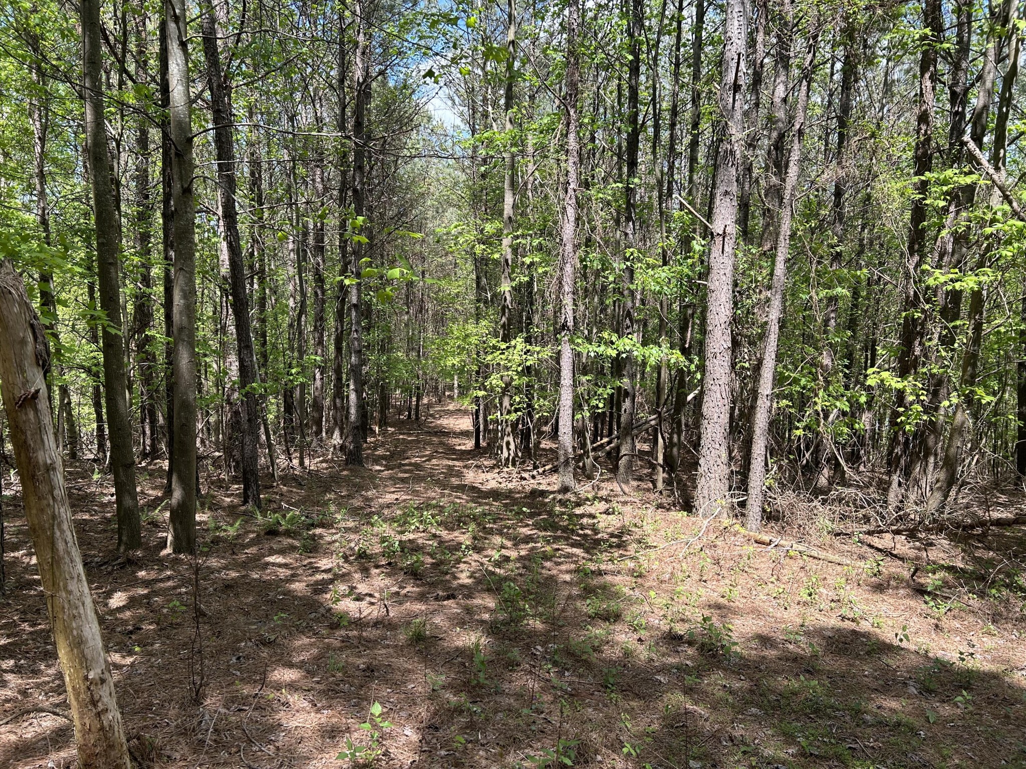 290 Bear Trace Drive Property Photo 9