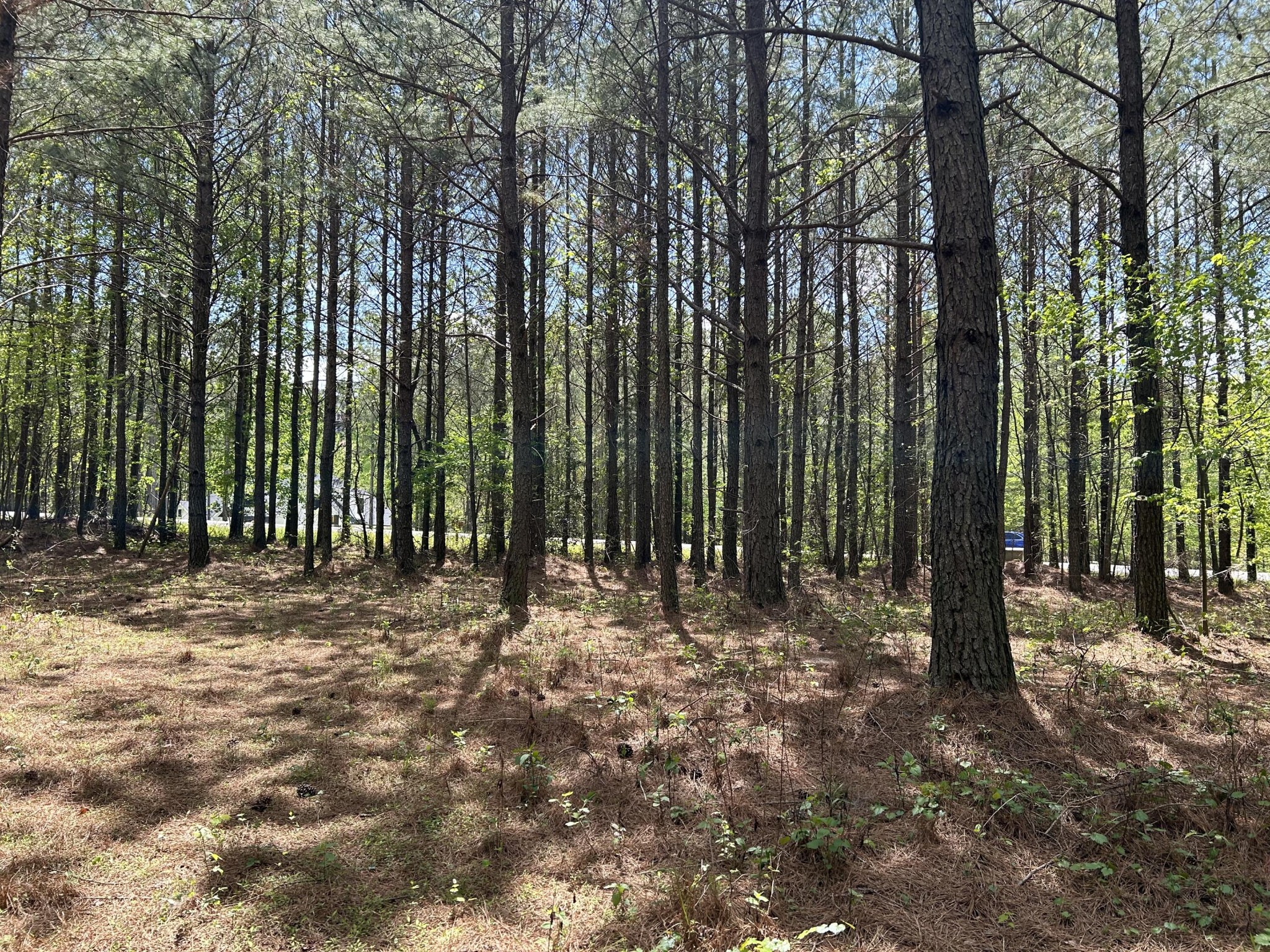 290 Bear Trace Drive Property Photo 10