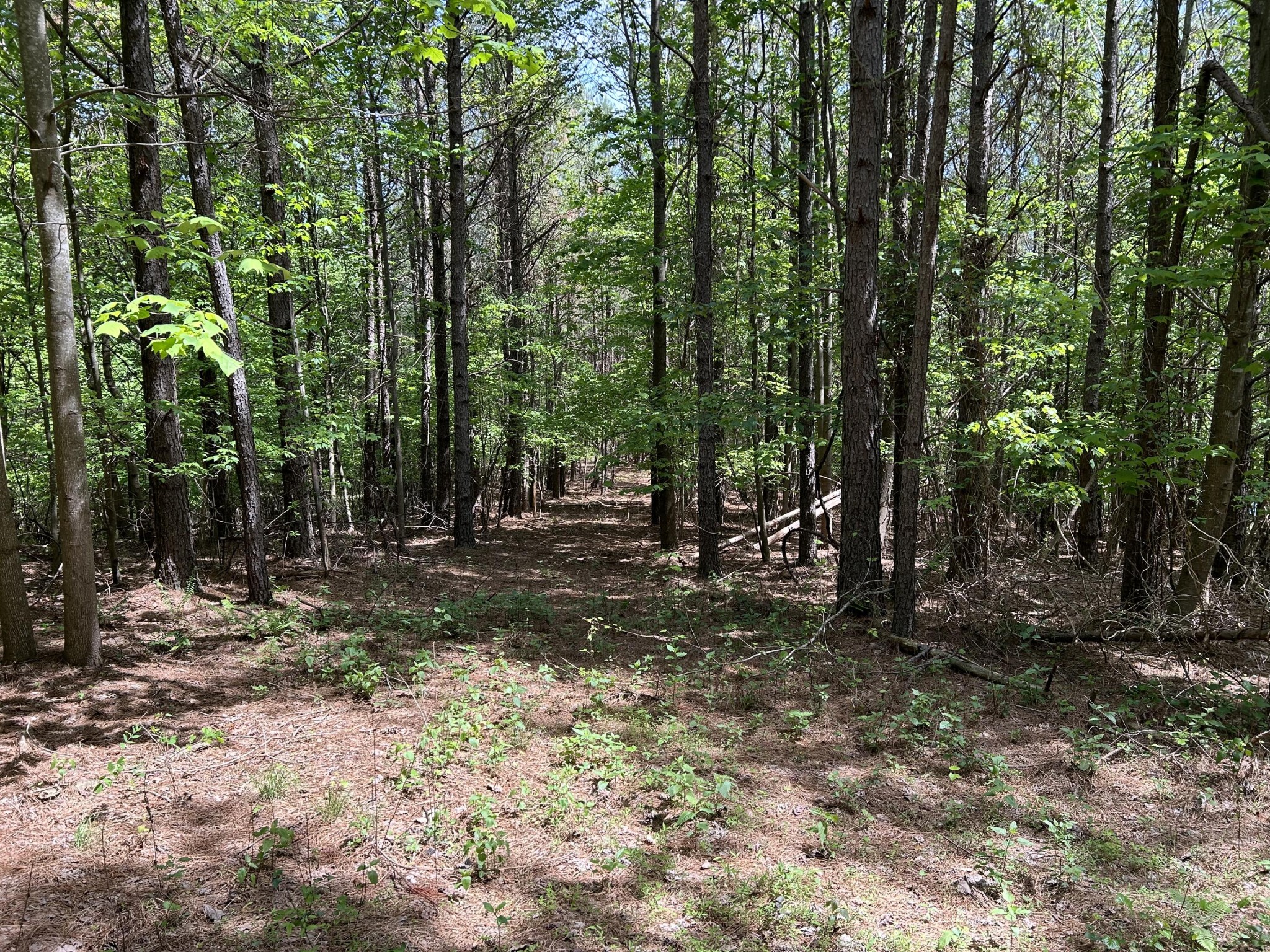 290 Bear Trace Drive Property Photo 14