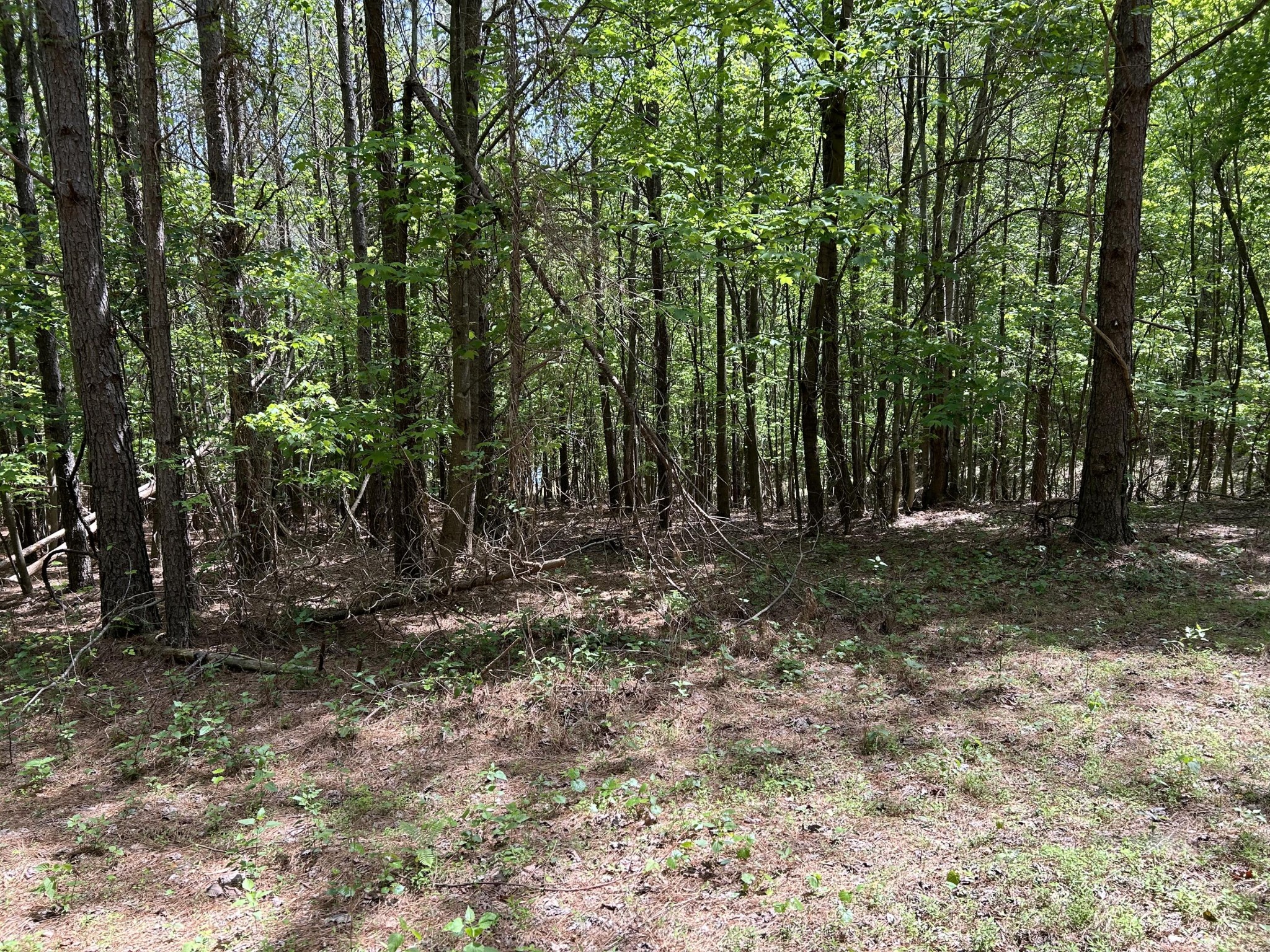 290 Bear Trace Drive Property Photo 15