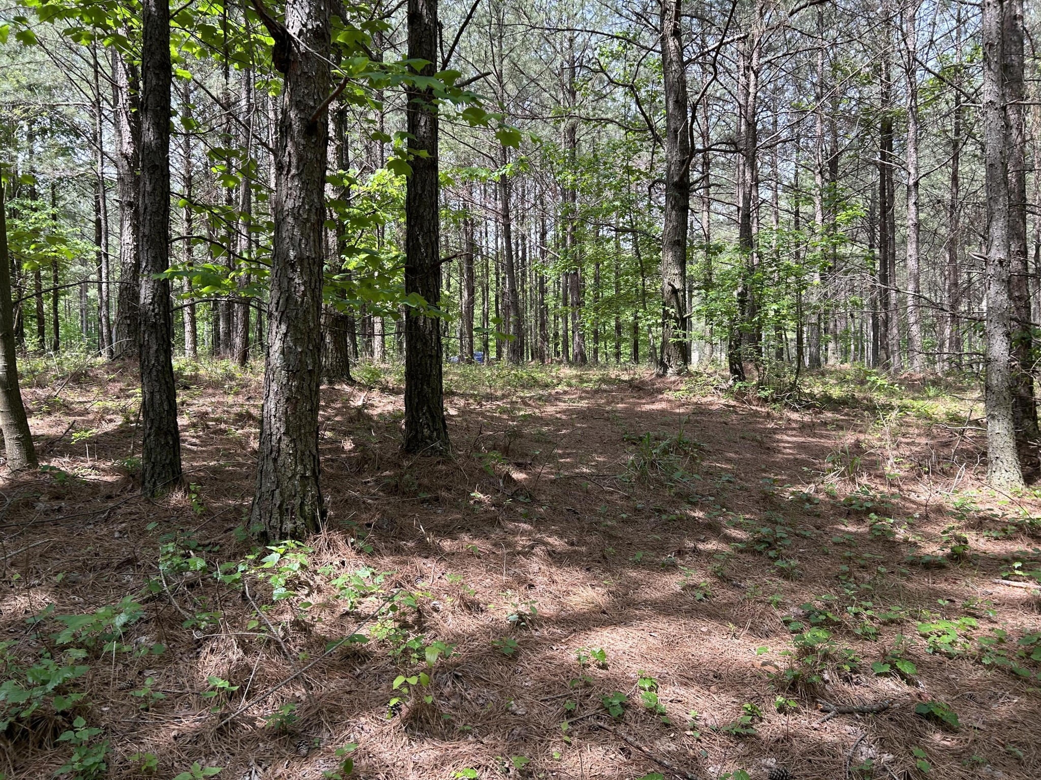 290 Bear Trace Drive Property Photo 16