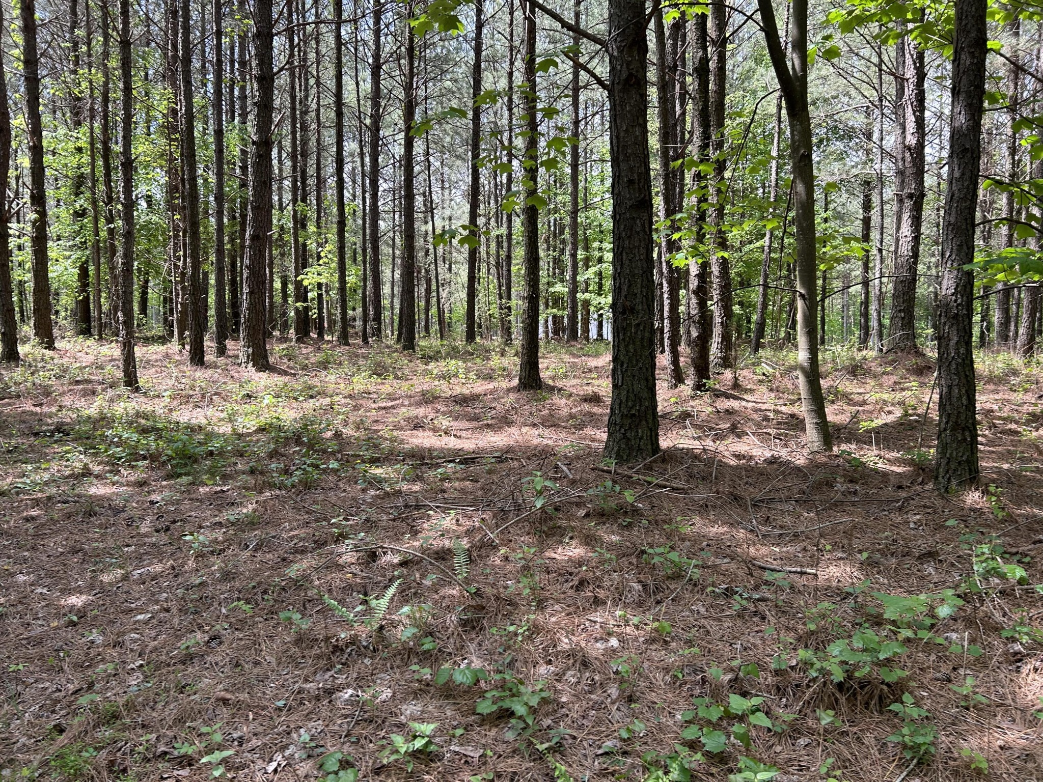 290 Bear Trace Drive Property Photo 17