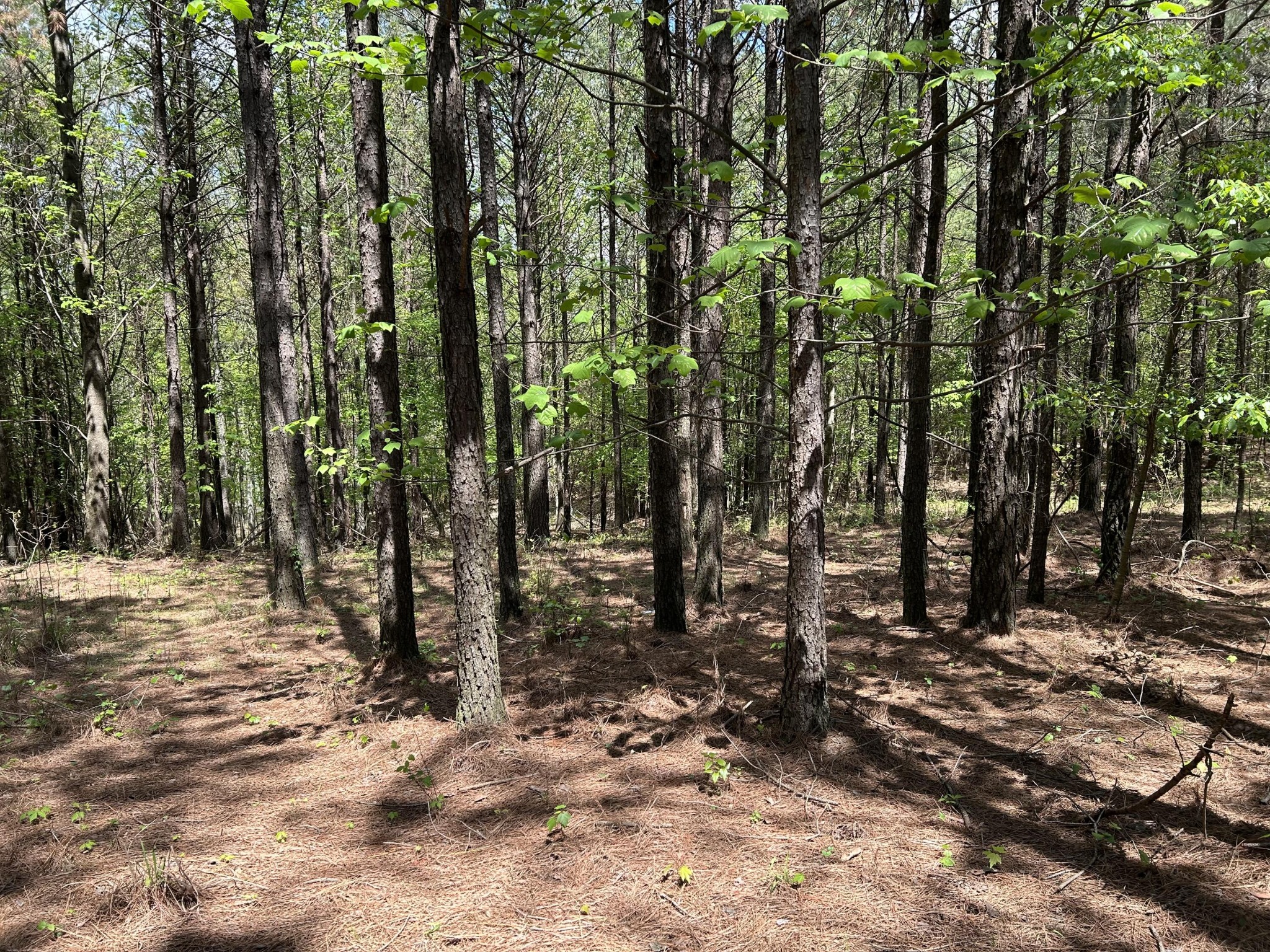 250 Bear Trace Drive Property Photo 5
