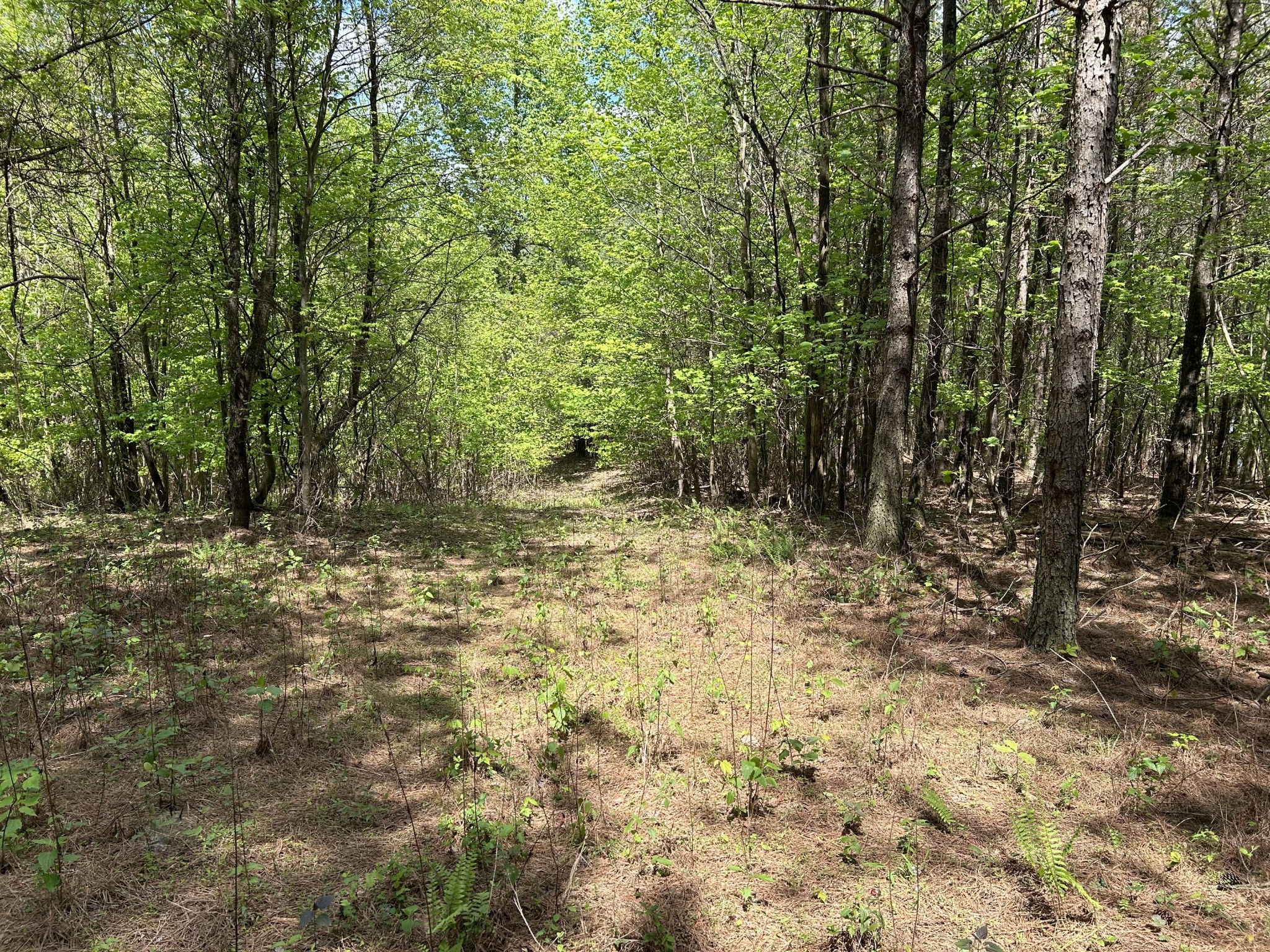 250 Bear Trace Drive Property Photo 6