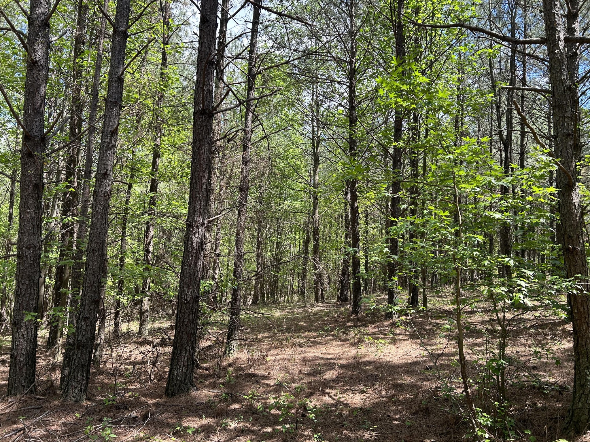 250 Bear Trace Drive Property Photo 7