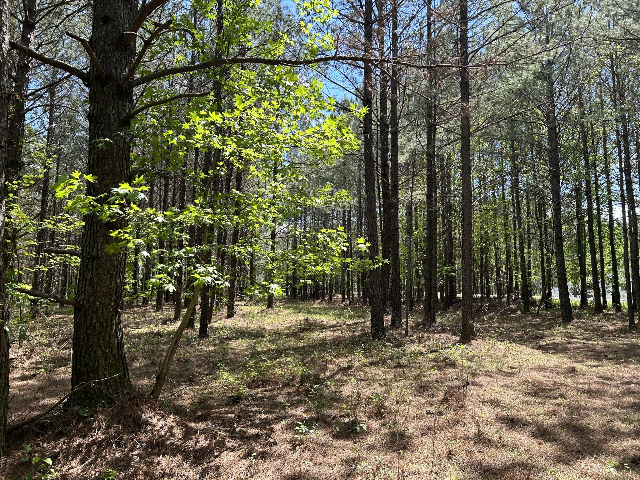 250 Bear Trace Drive Property Photo 8