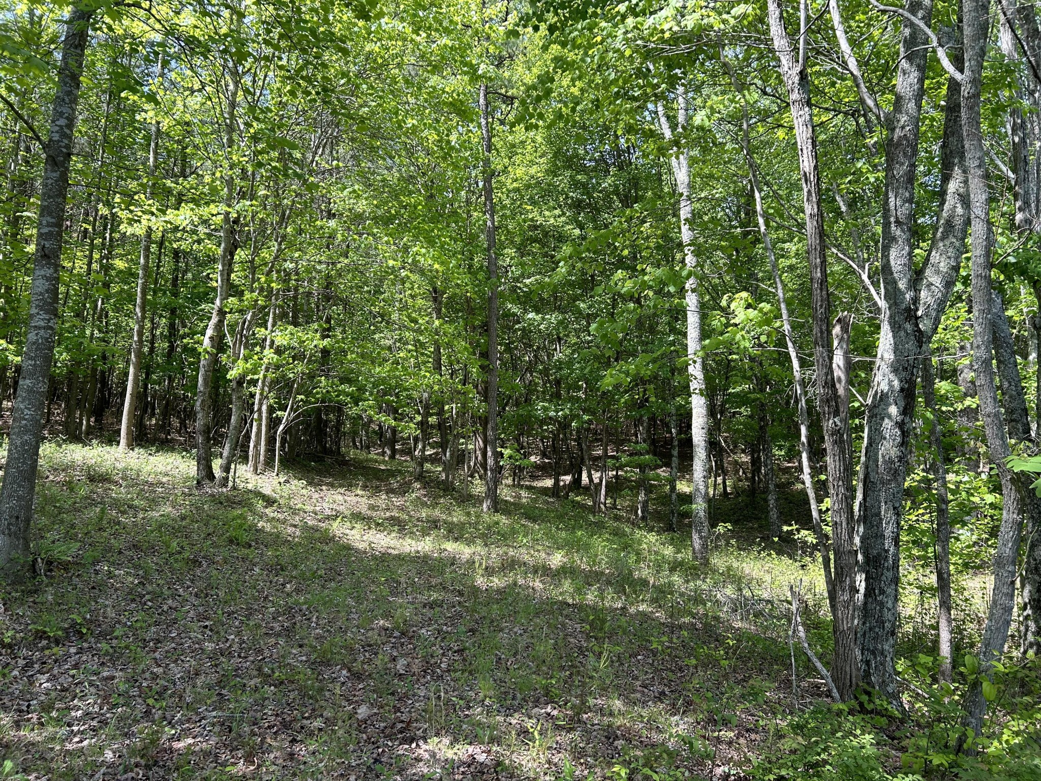 250 Bear Trace Drive Property Photo 11