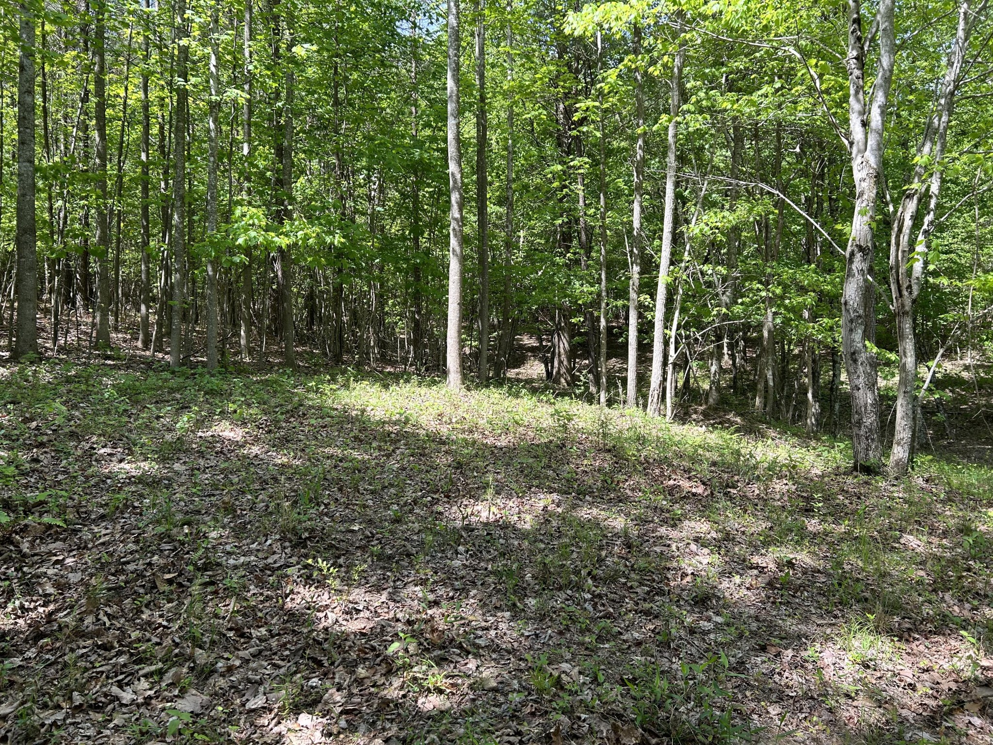 250 Bear Trace Drive Property Photo 12