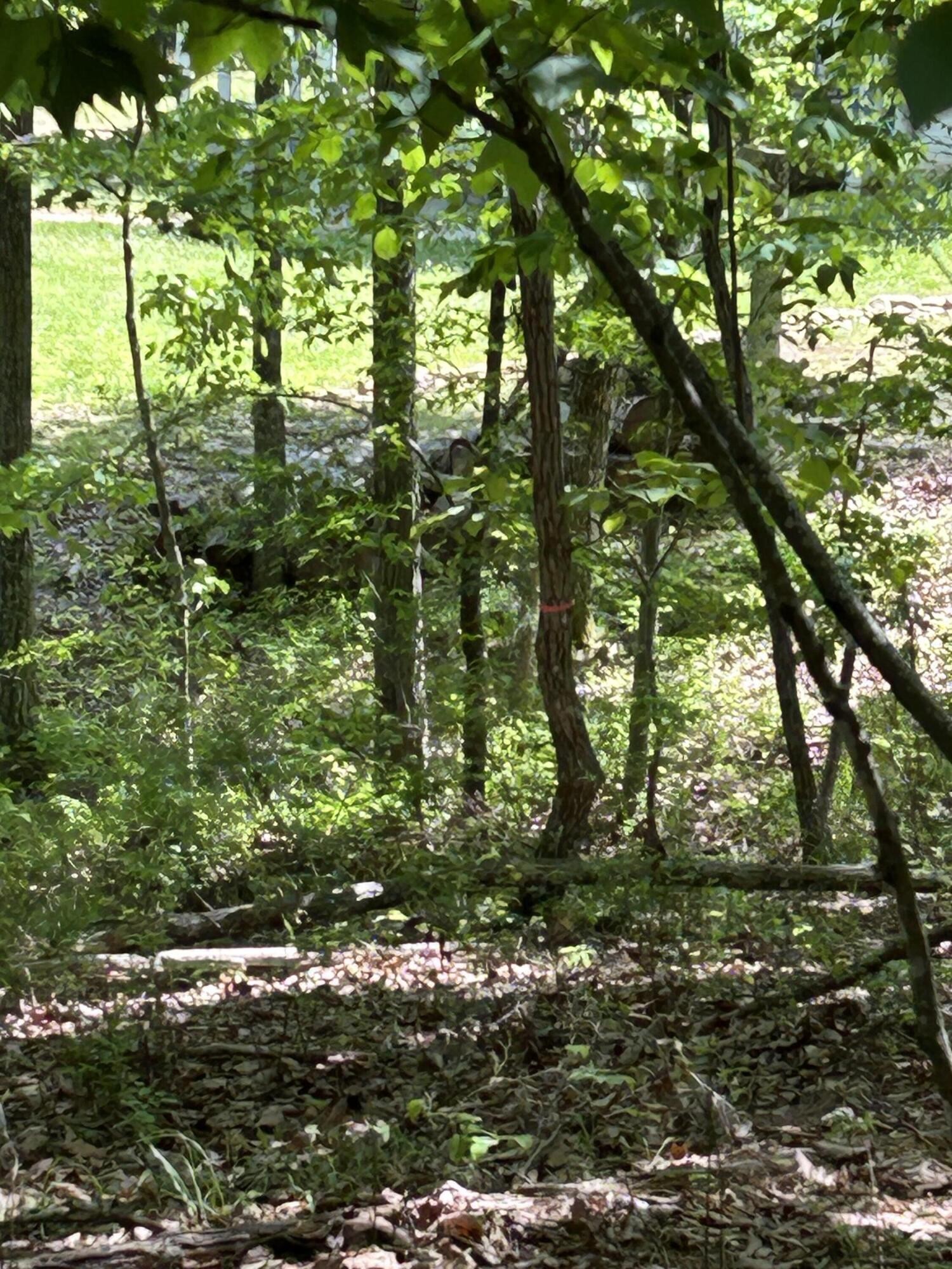 250 Bear Trace Drive Property Photo 16